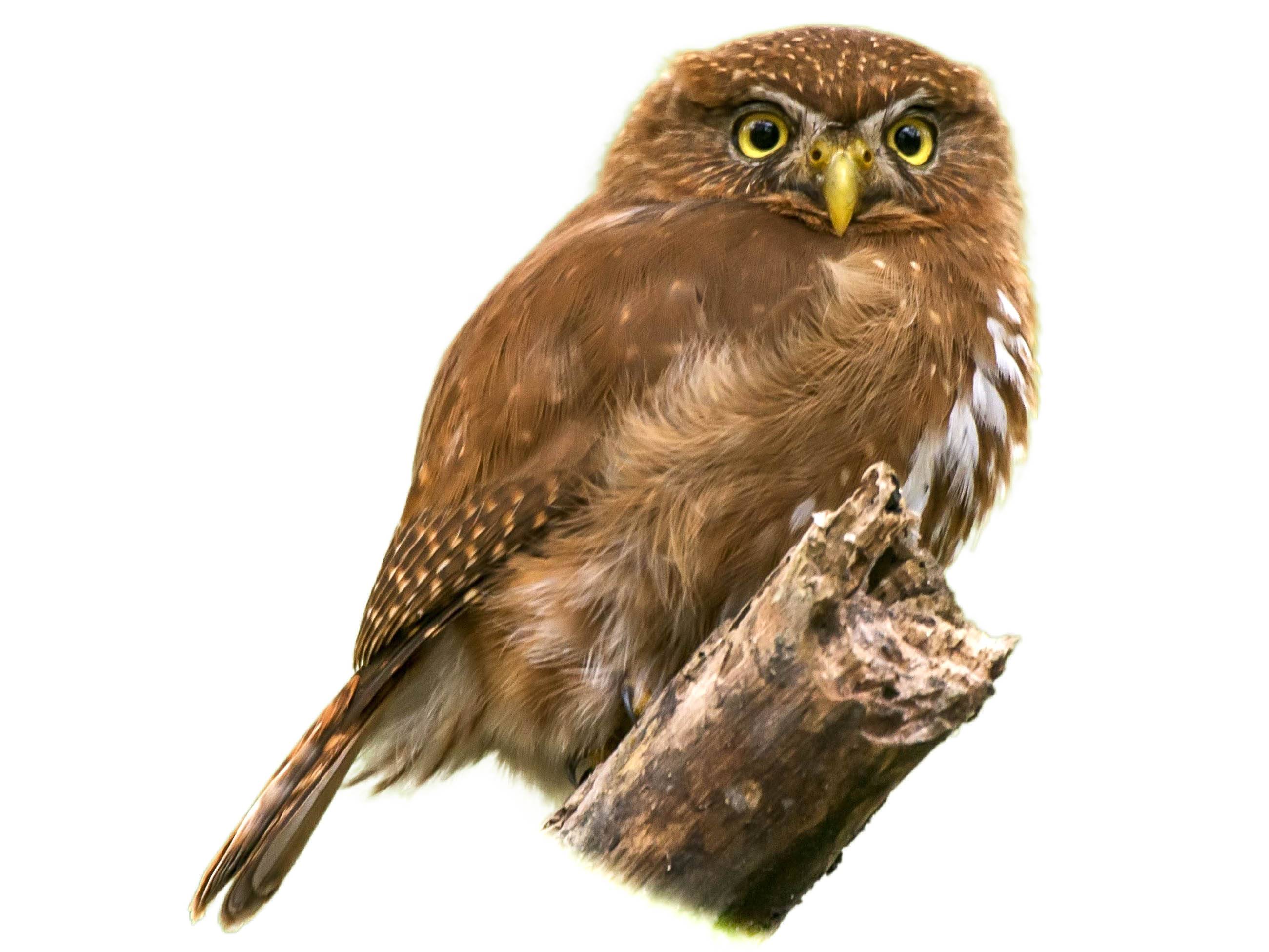 A photo of a East Brazilian Pygmy Owl (Glaucidium minutissimum)