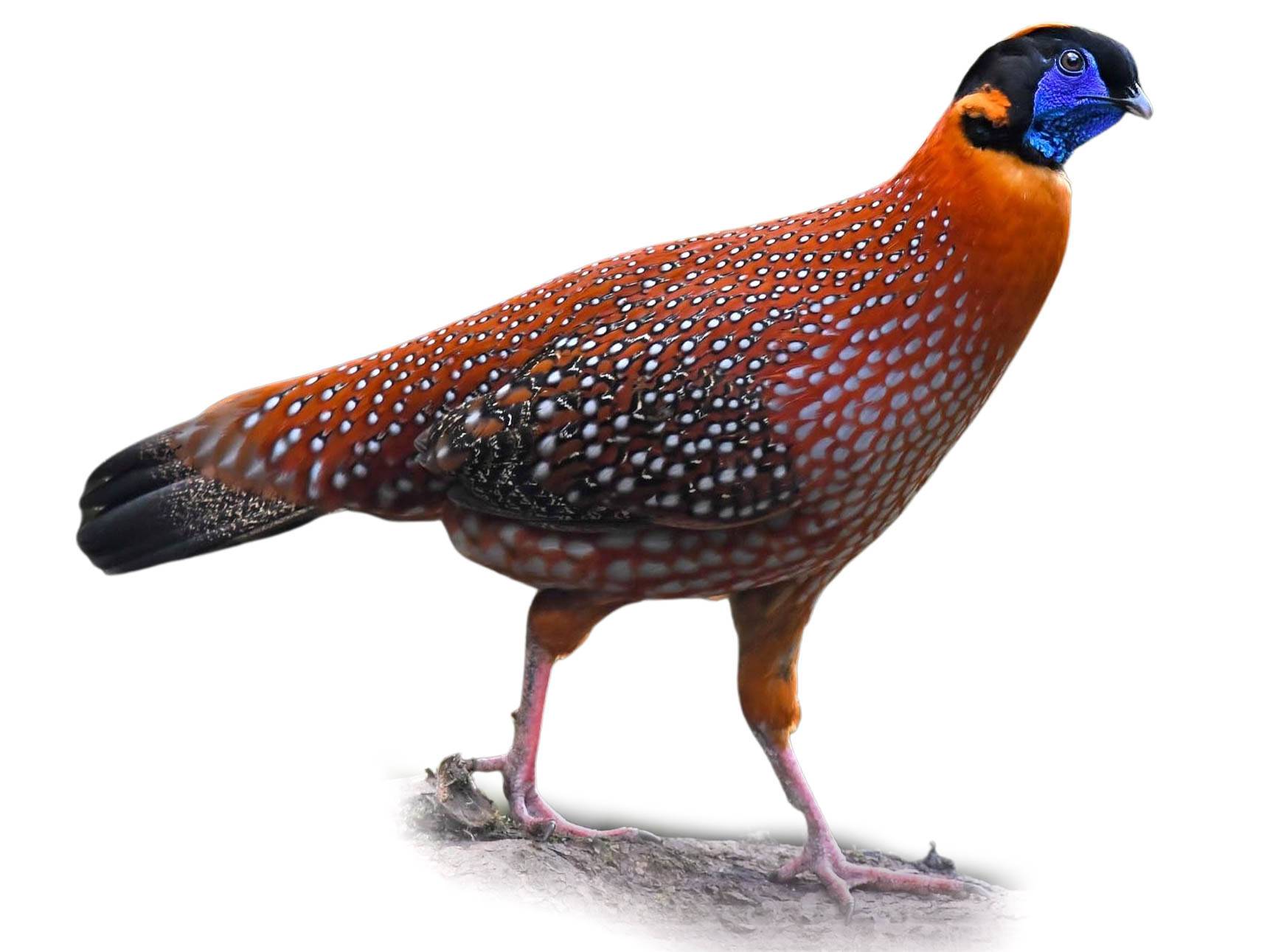 A photo of a Temminck's Tragopan (Tragopan temminckii), male