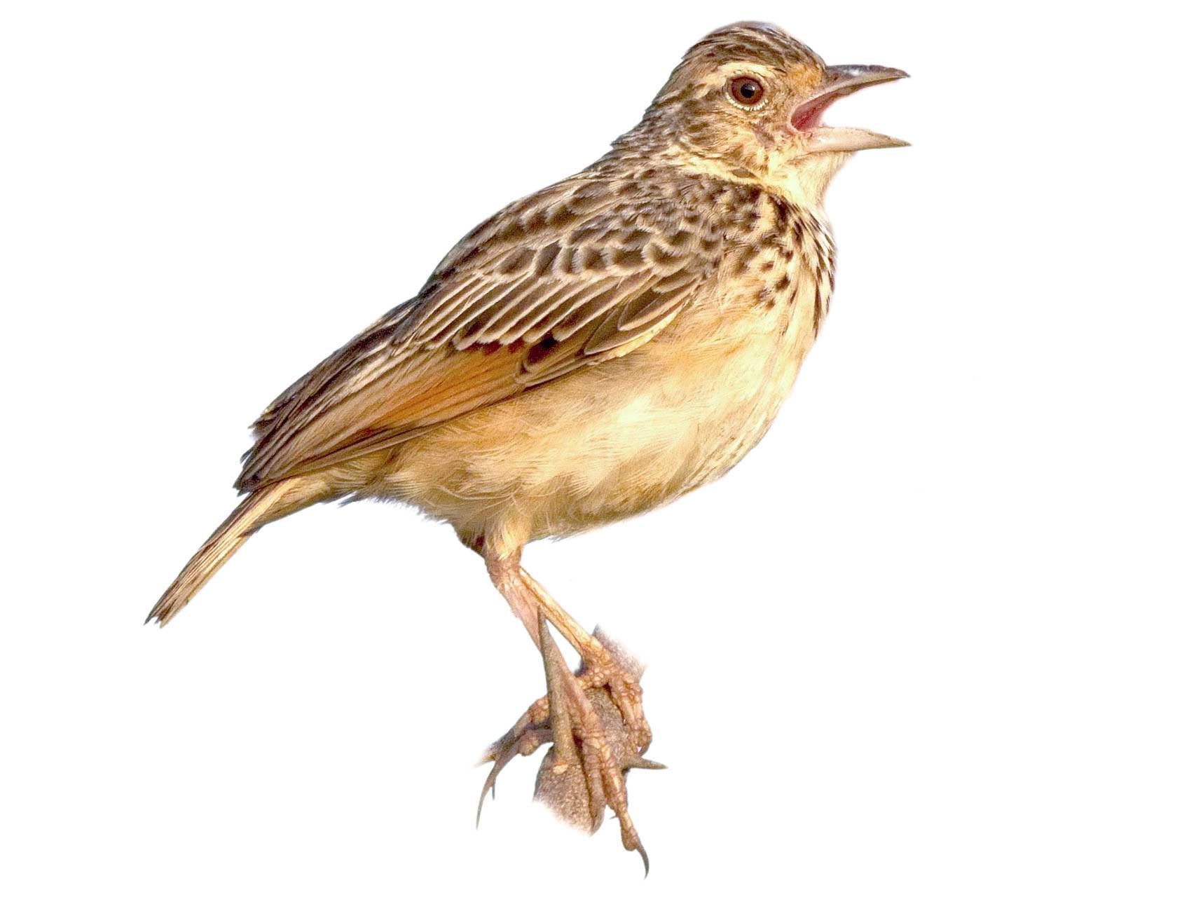 A photo of a Jerdon's Bush Lark (Mirafra affinis)