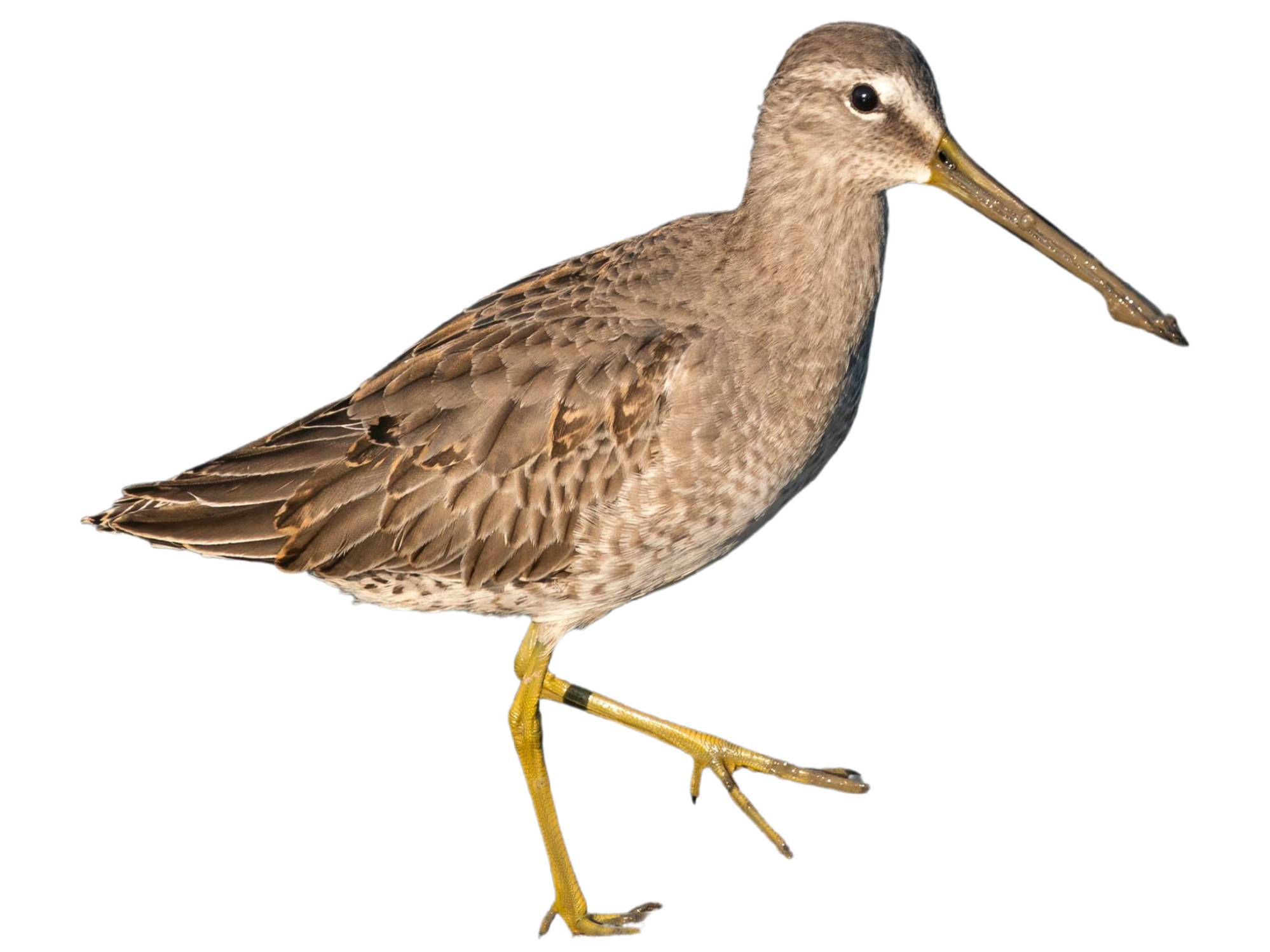 A photo of a Long-billed Dowitcher (Limnodromus scolopaceus)