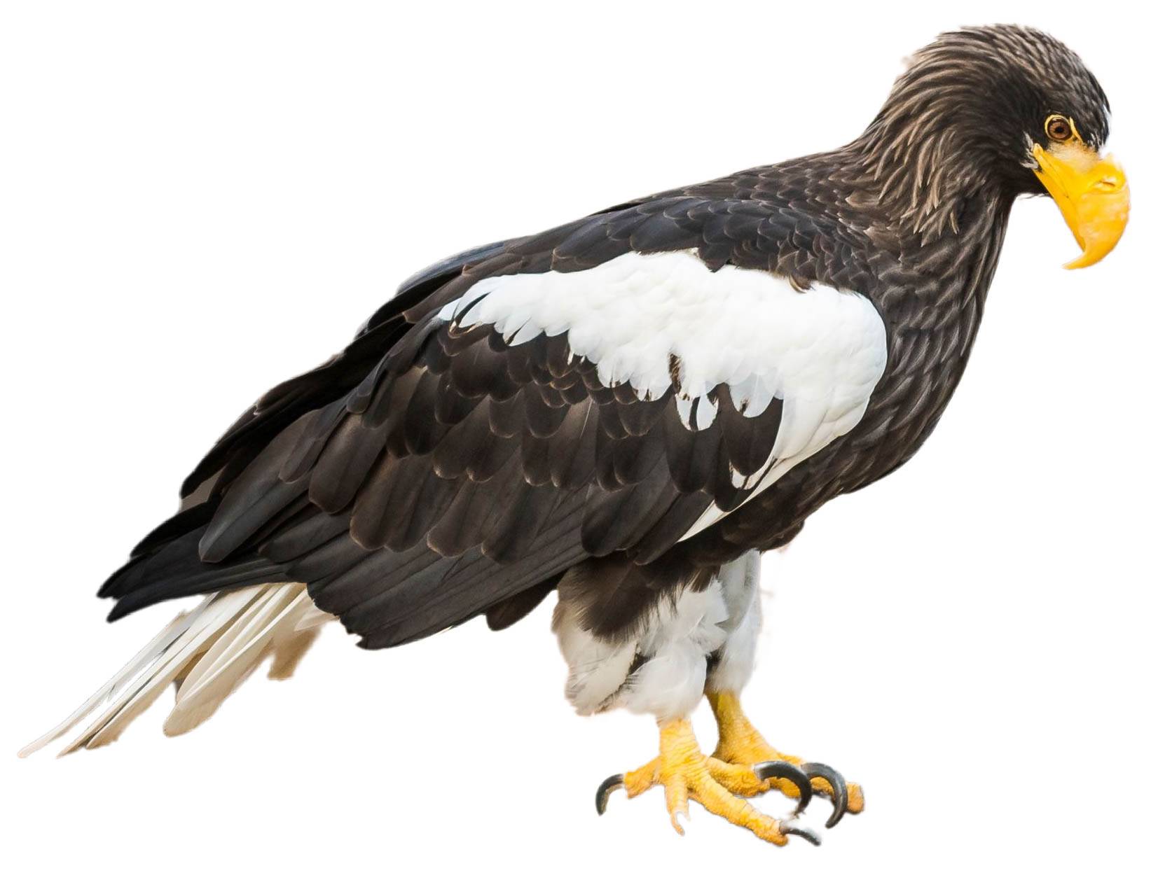 A photo of a Steller's Sea Eagle (Haliaeetus pelagicus)