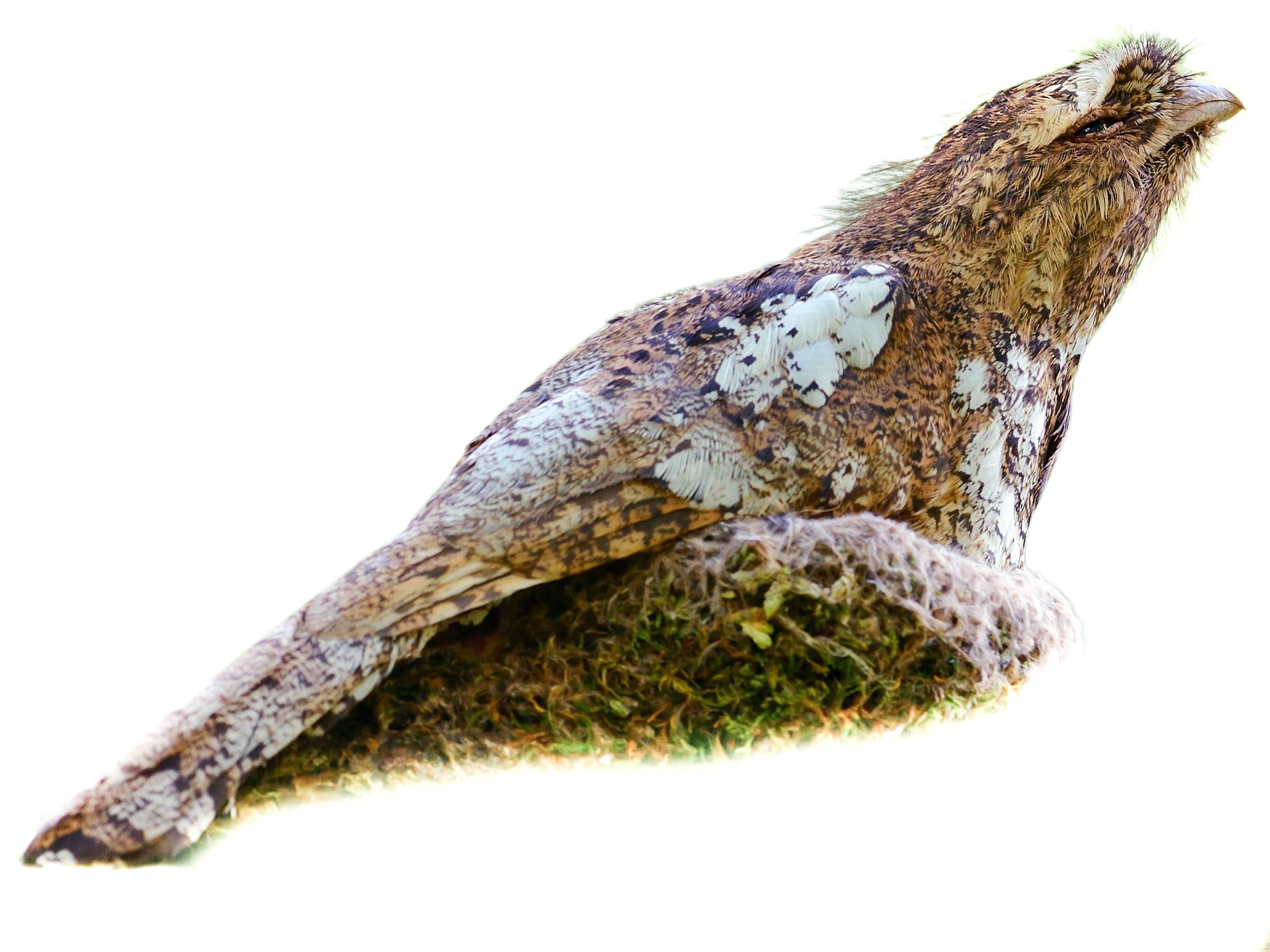 A photo of a Hodgson's Frogmouth (Batrachostomus hodgsoni), male