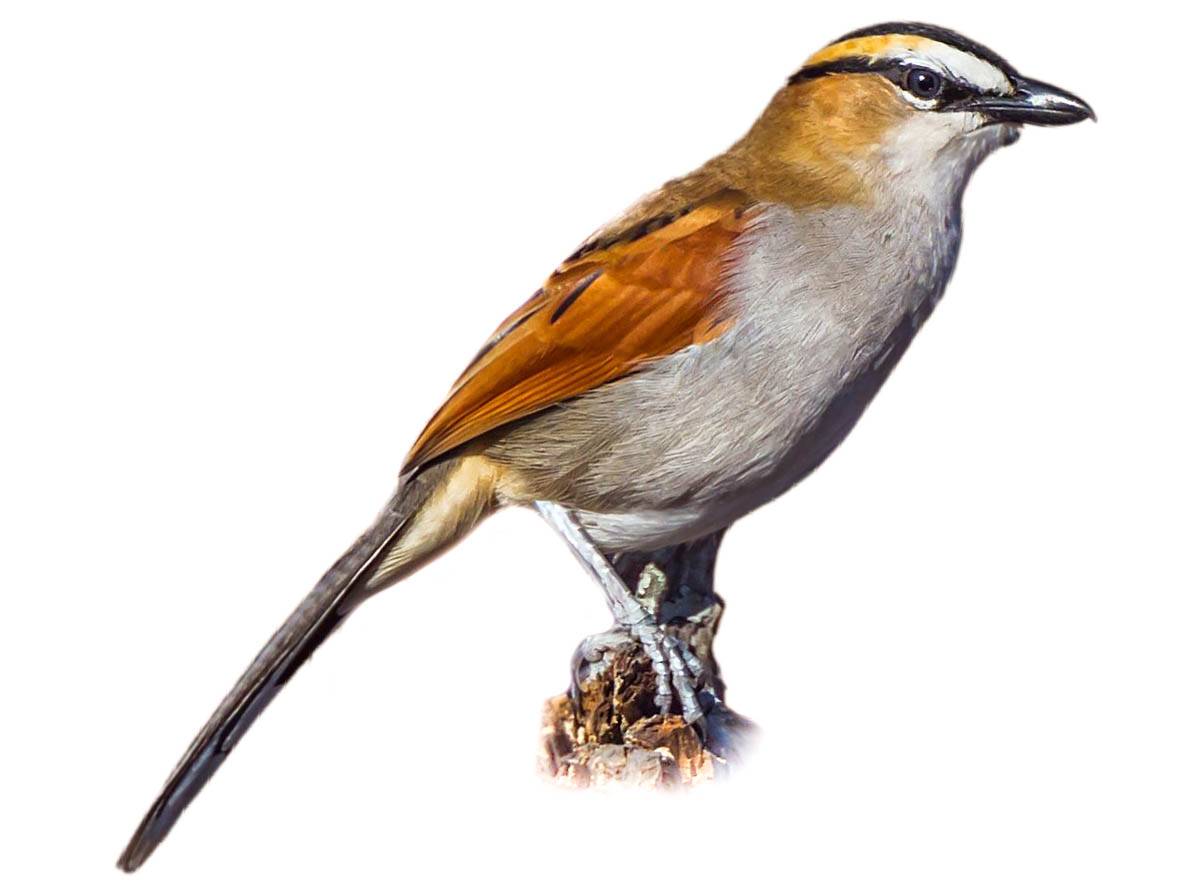 A photo of a Black-crowned Tchagra (Tchagra senegalus)