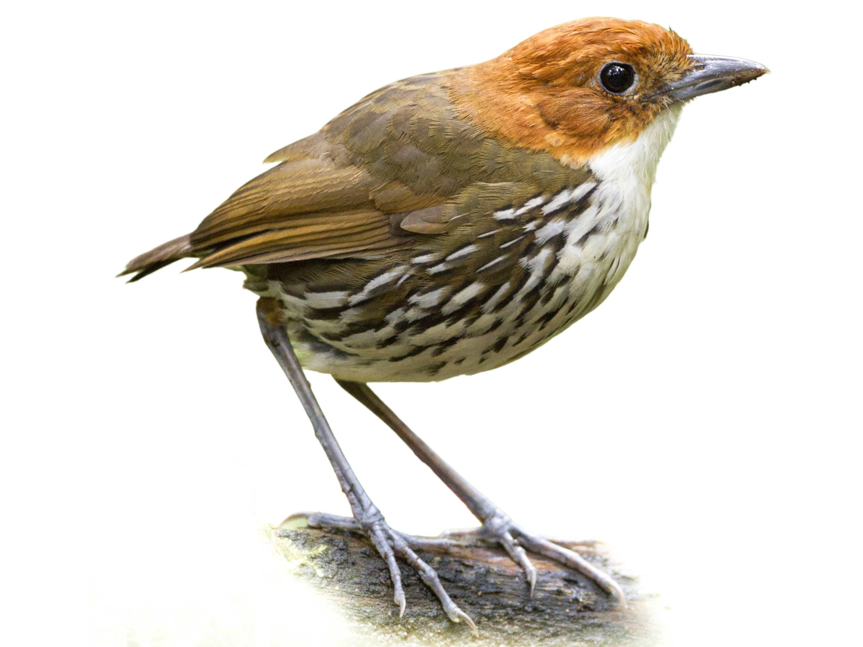 A photo of a Chestnut-crowned Antpitta (Grallaria ruficapilla)