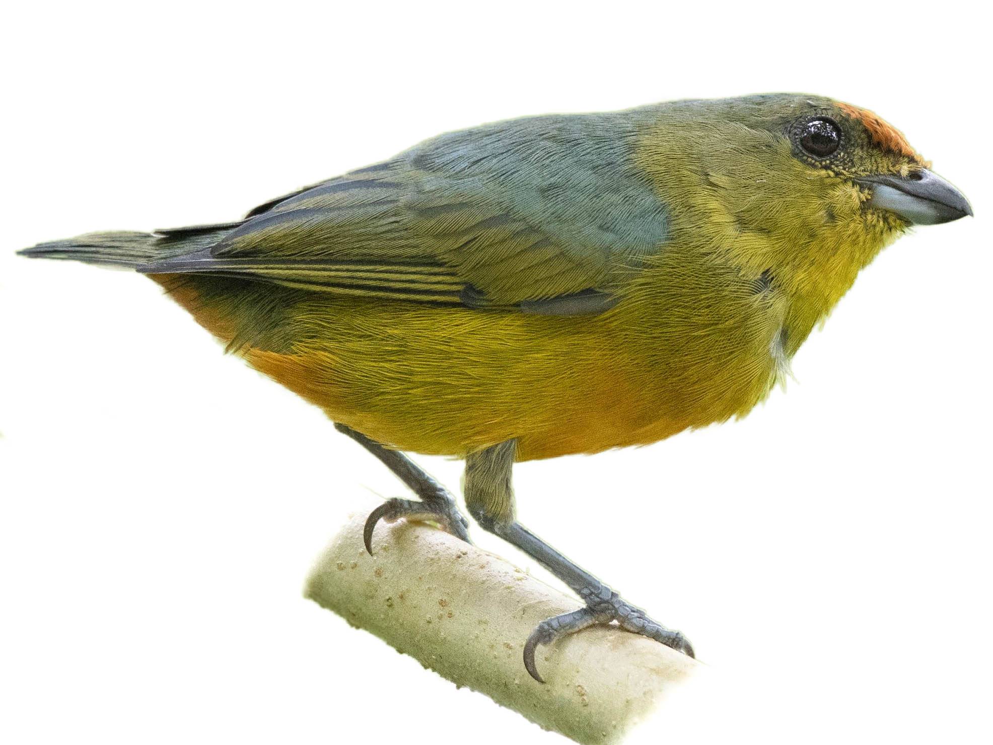 A photo of a Fulvous-vented Euphonia (Euphonia fulvicrissa), female