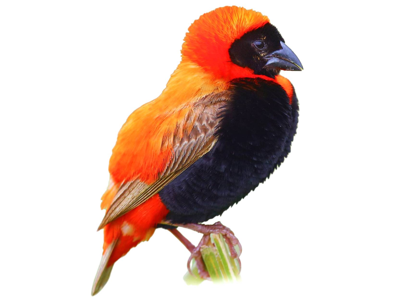 A photo of a Southern Red Bishop (Euplectes orix), male
