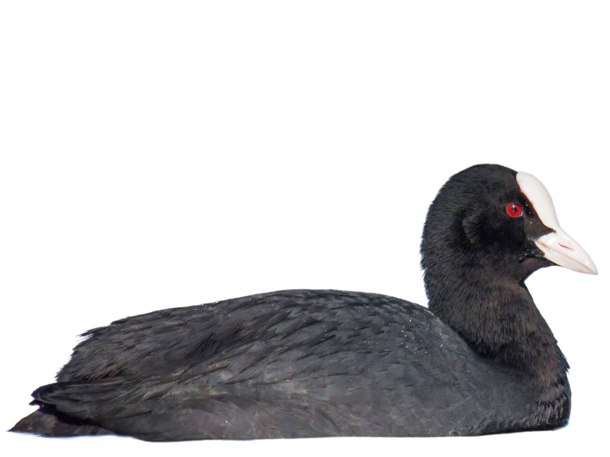 A photo of a Eurasian Coot (Fulica atra)