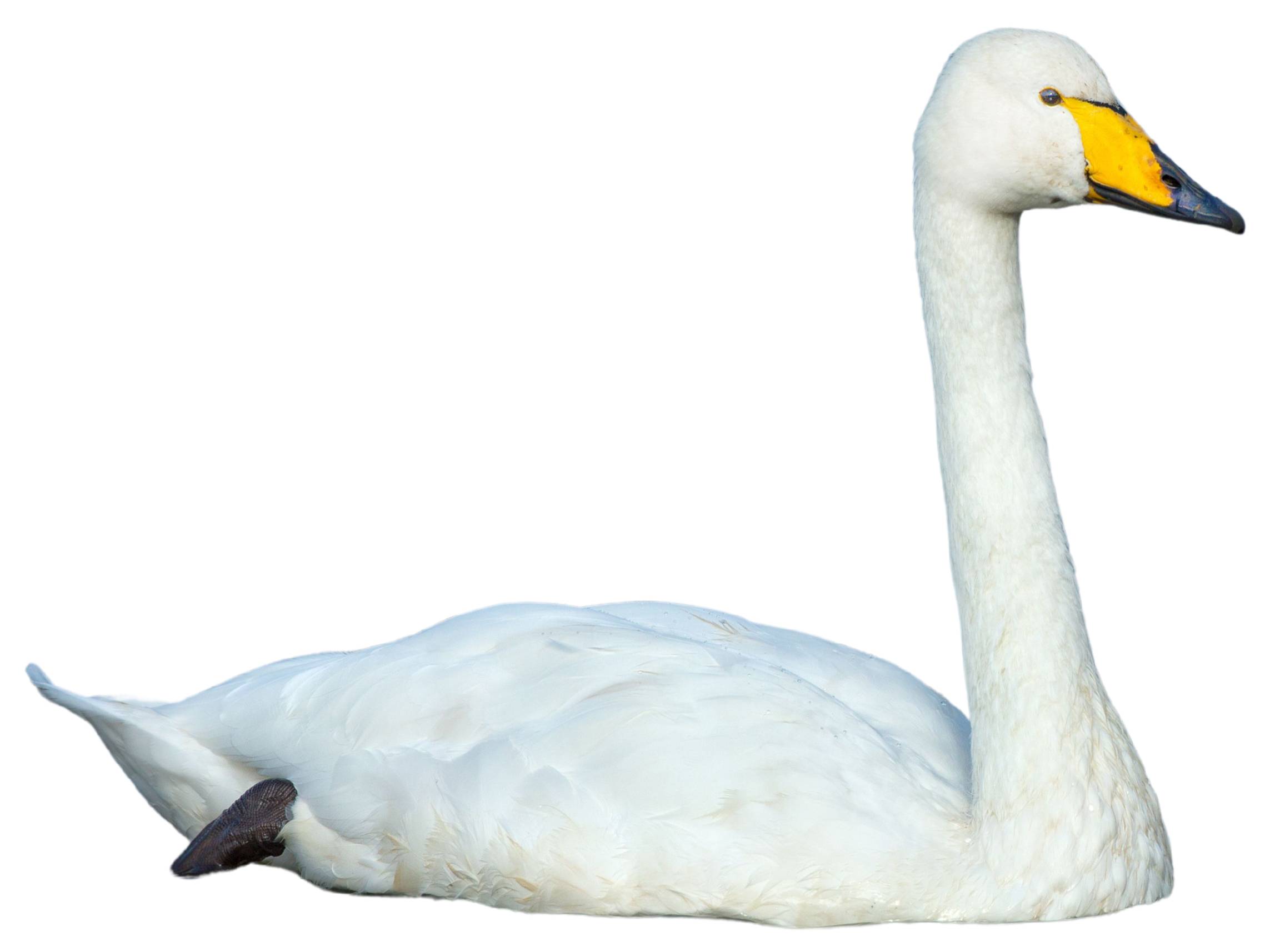 A photo of a Whooper Swan (Cygnus cygnus)