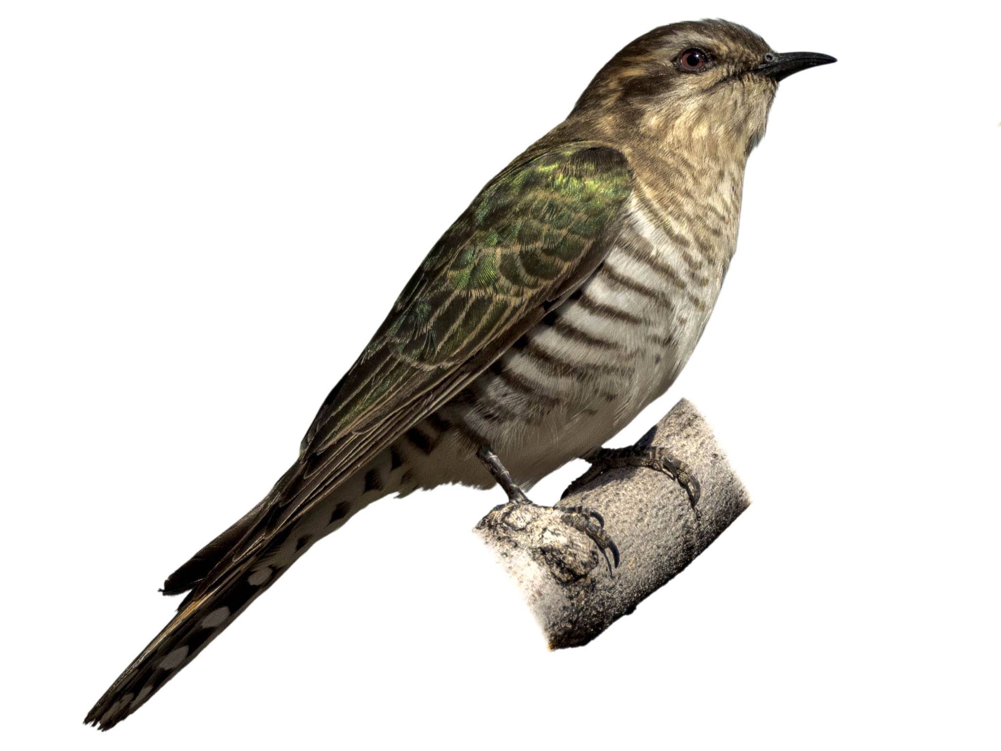 A photo of a Horsfield's Bronze Cuckoo (Chrysococcyx basalis)