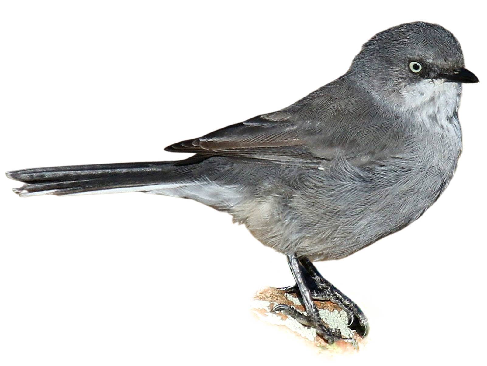 A photo of a Layard's Warbler (Curruca layardi)