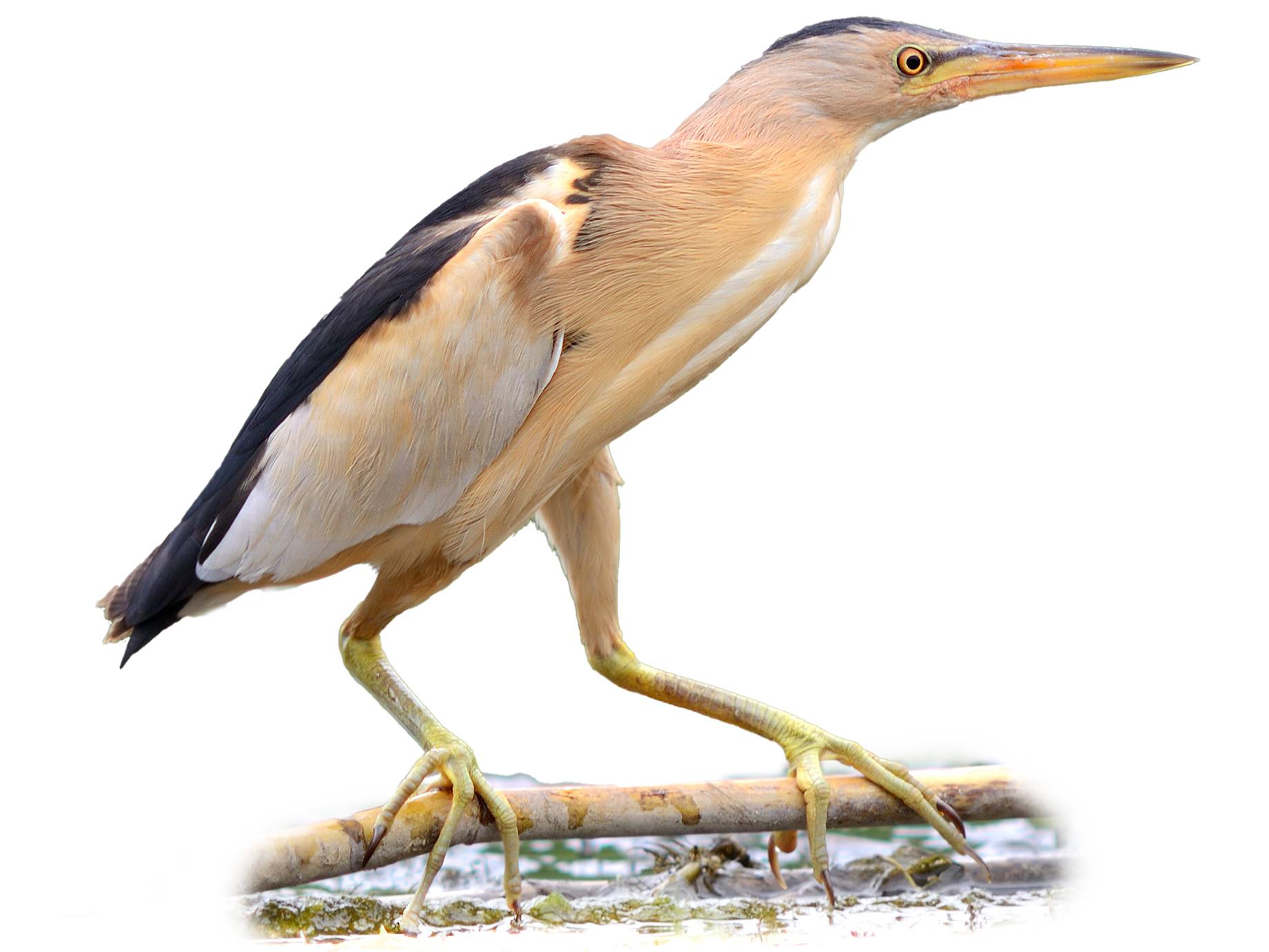 A photo of a Little Bittern (Ixobrychus minutus), male