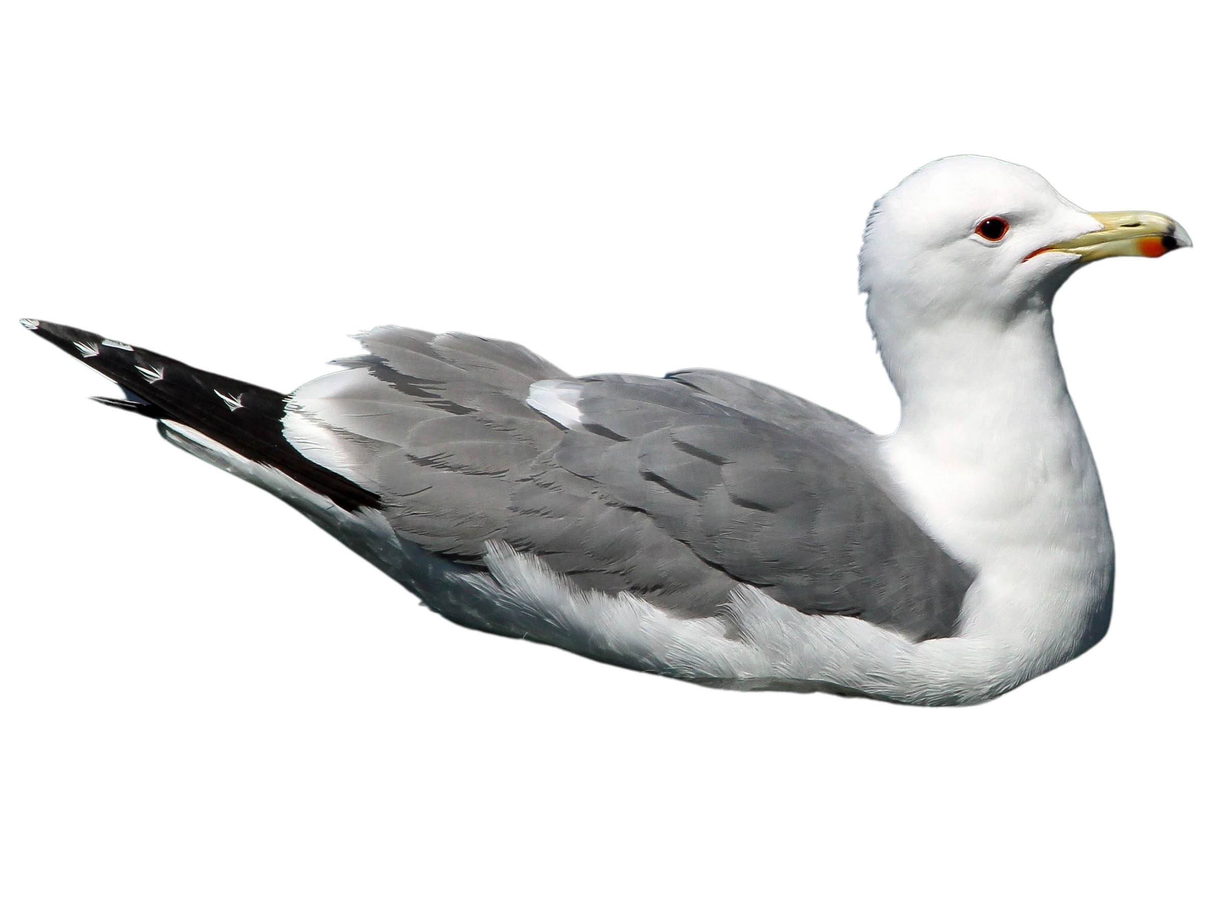 A photo of a California Gull (Larus californicus)