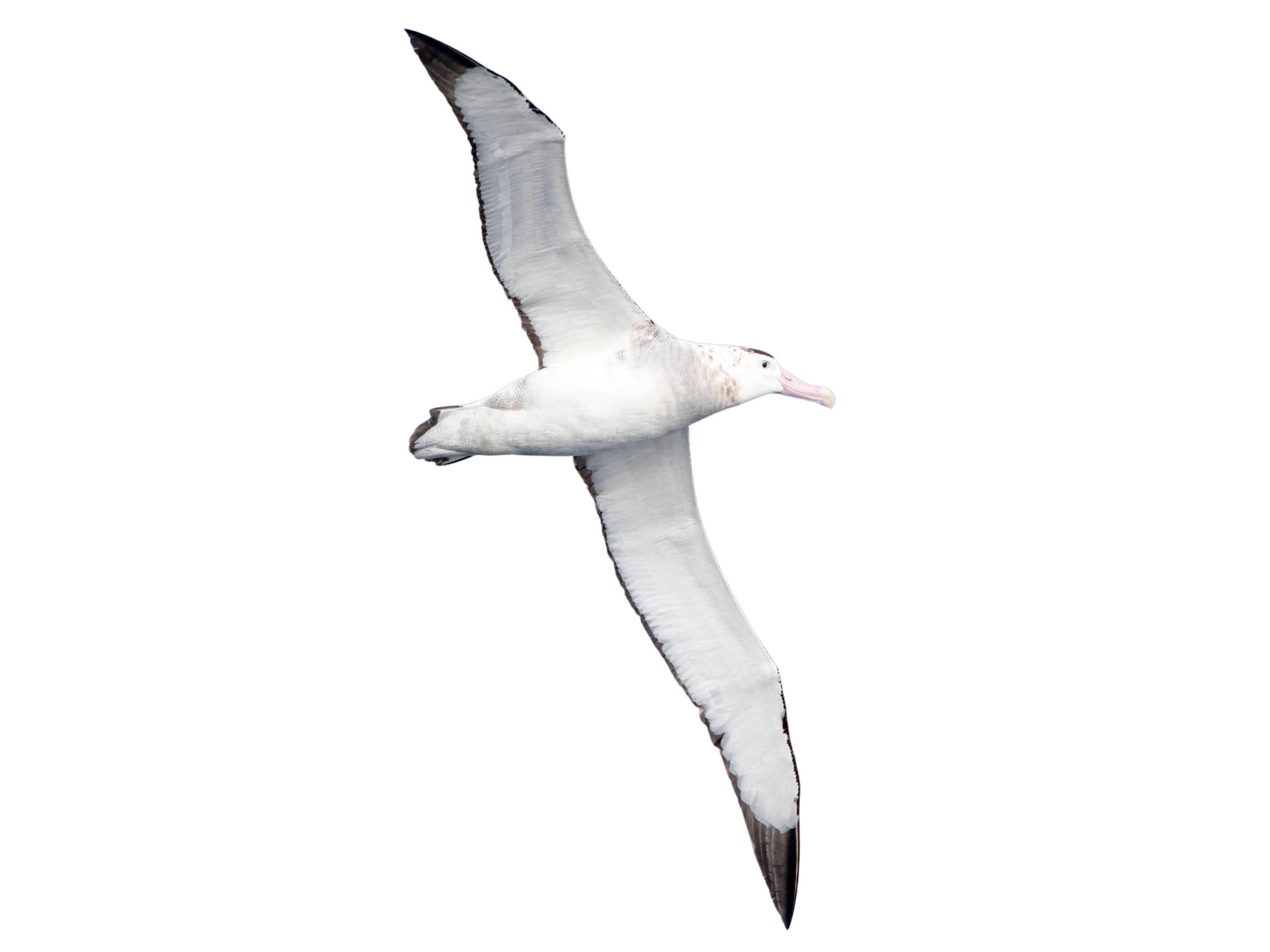 A photo of a Antipodean Albatross (Diomedea antipodensis)