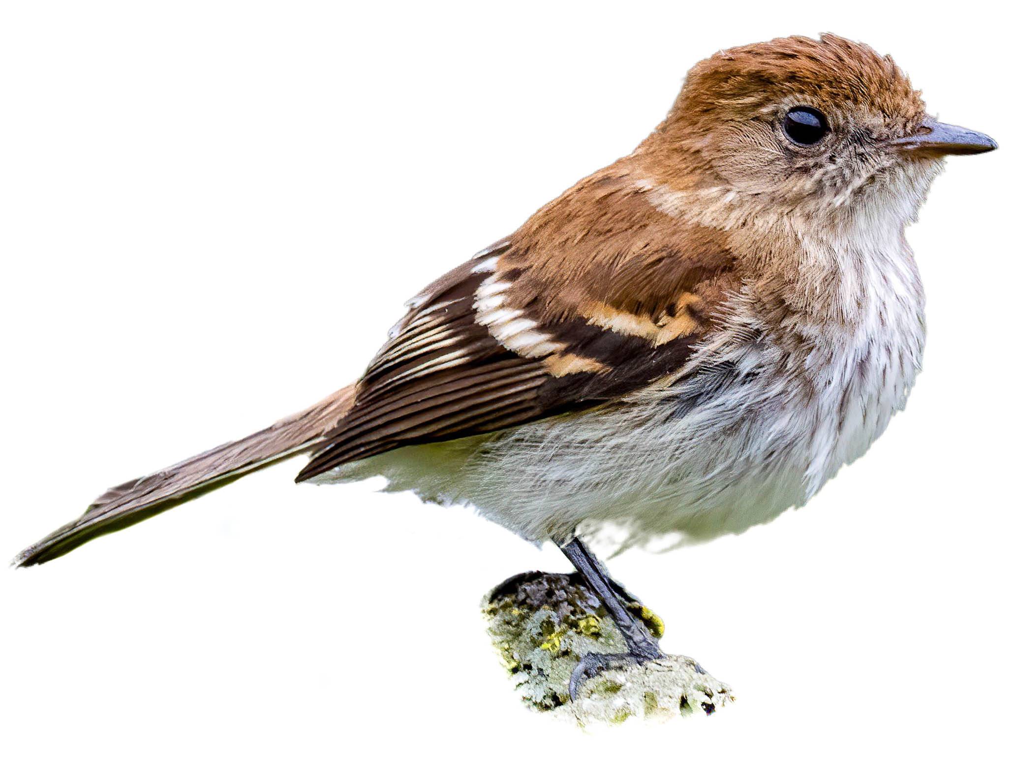 A photo of a Bran-colored Flycatcher (Myiophobus fasciatus)