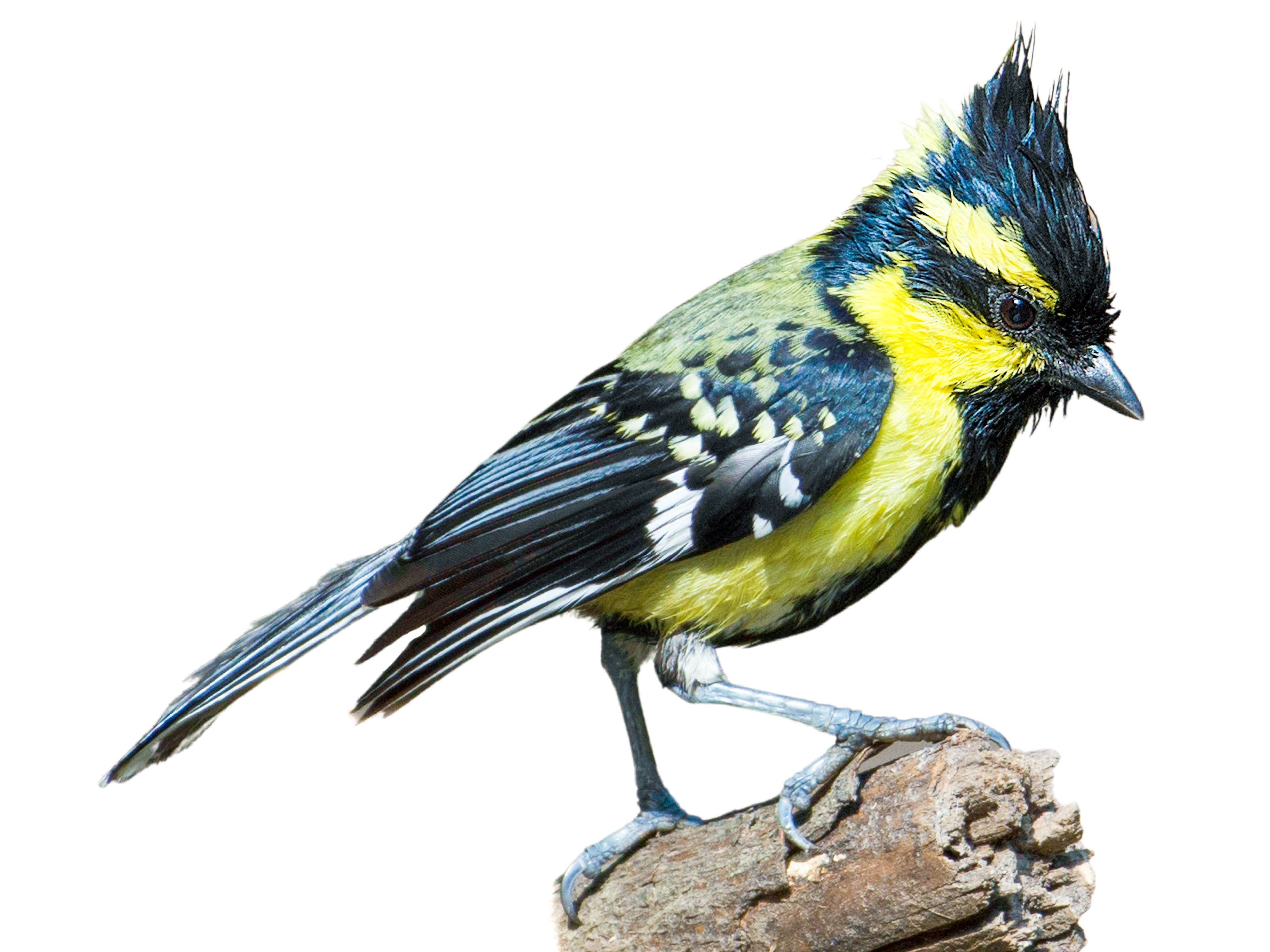 A photo of a Himalayan Black-lored Tit (Machlolophus xanthogenys)