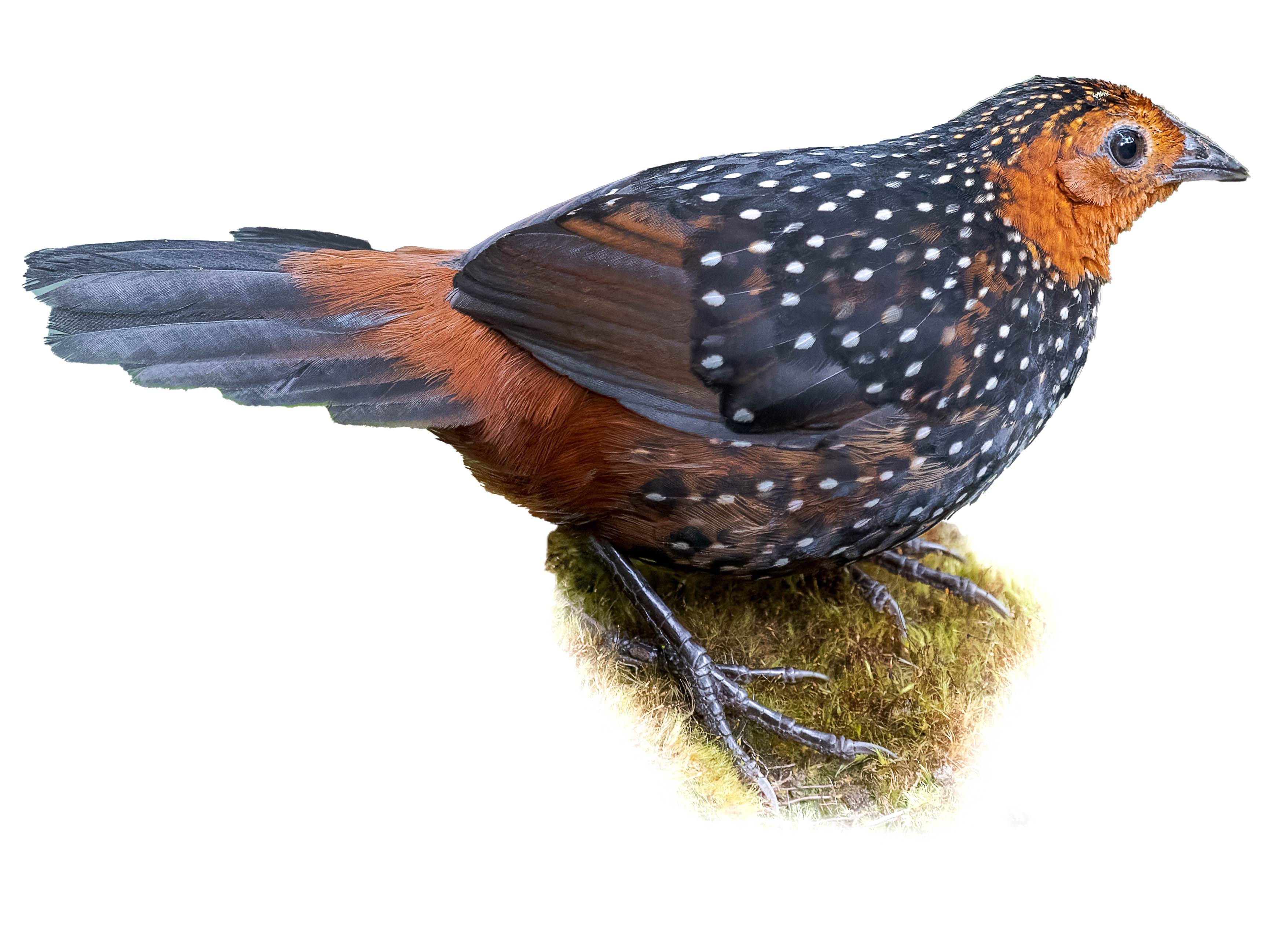 A photo of a Ocellated Tapaculo (Acropternis orthonyx)