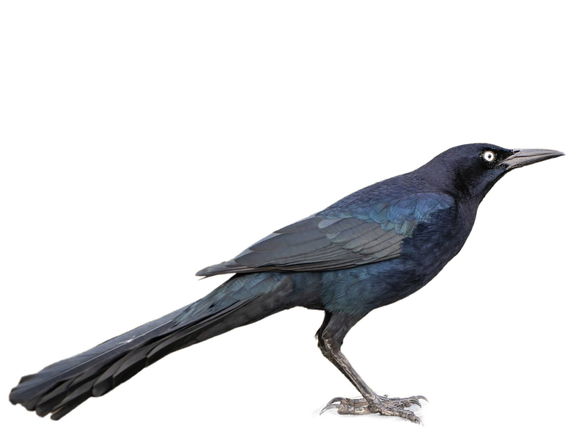 A photo of a Great-tailed Grackle (Quiscalus mexicanus), male