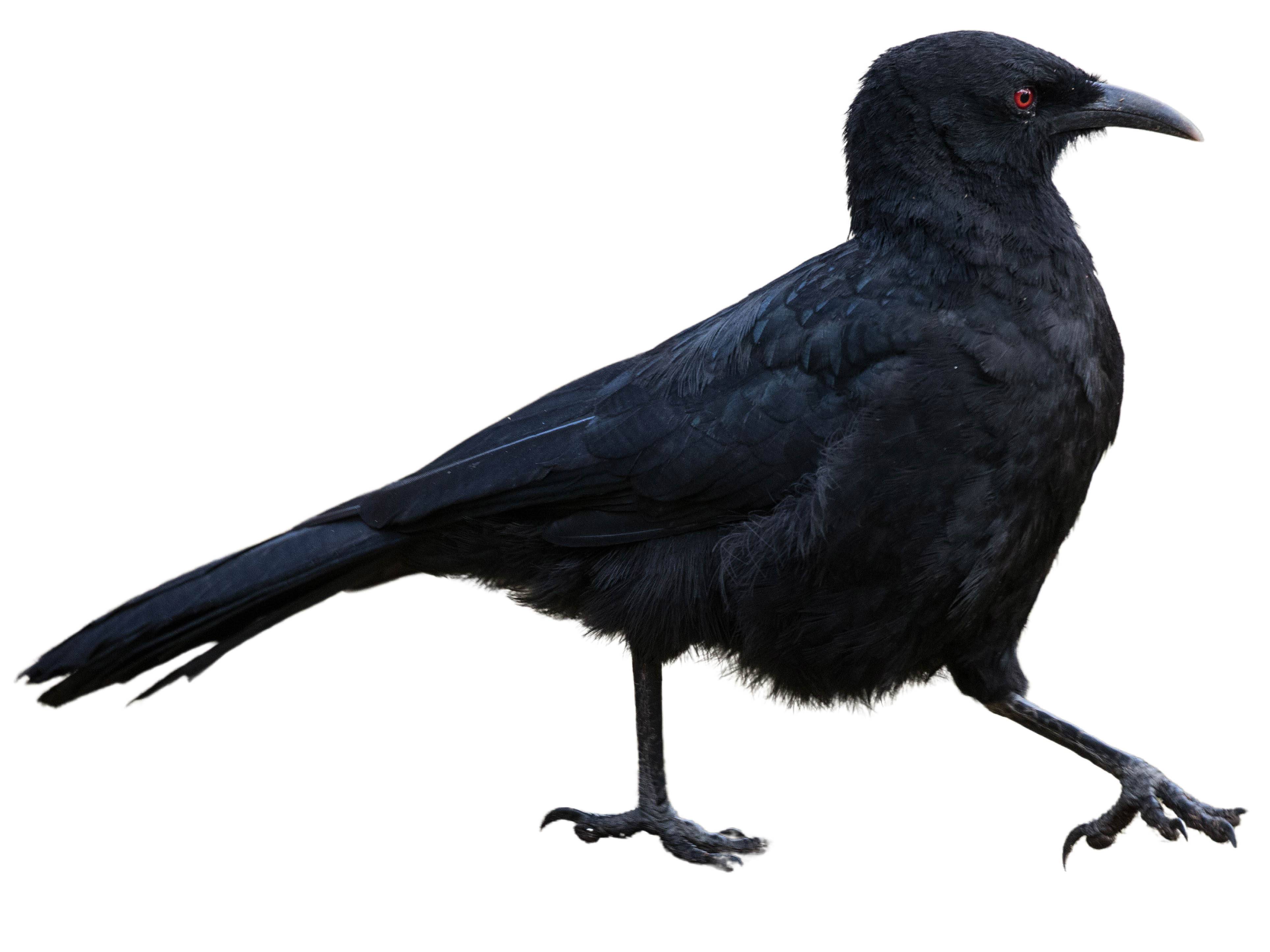 A photo of a White-winged Chough (Corcorax melanorhamphos)