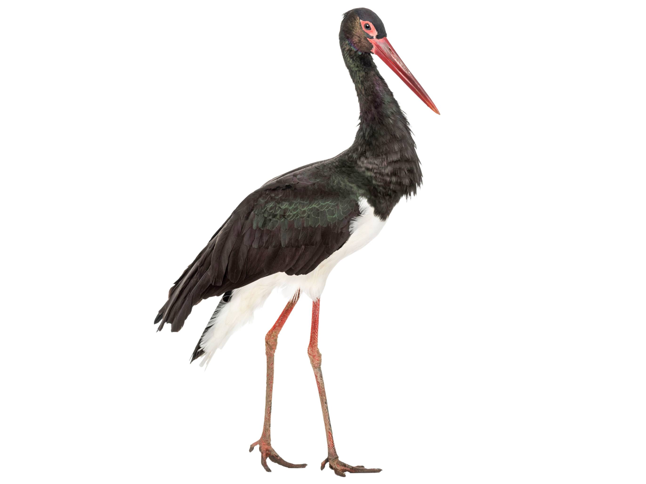 A photo of a Black Stork (Ciconia nigra)