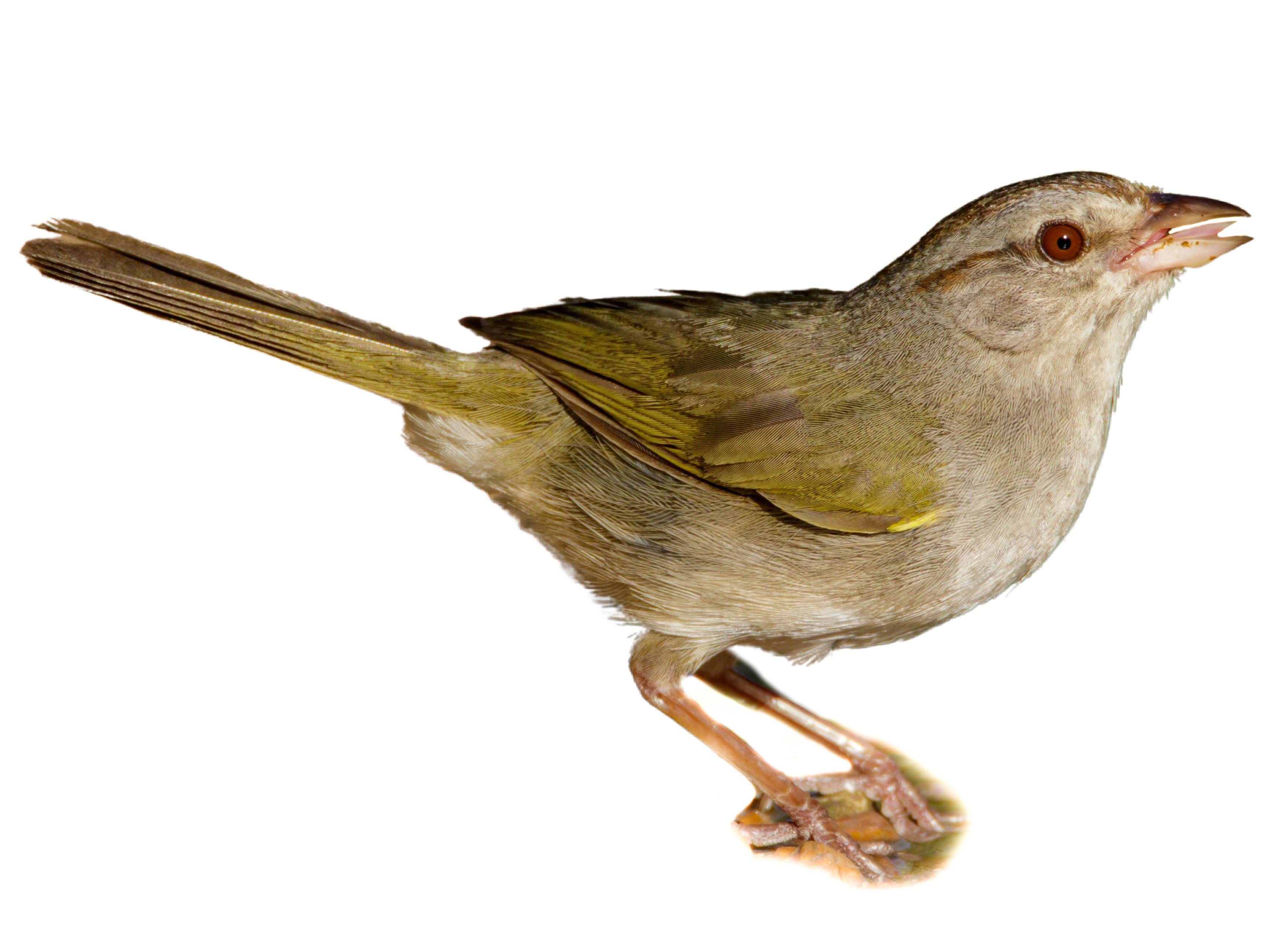 A photo of a Olive Sparrow (Arremonops rufivirgatus)