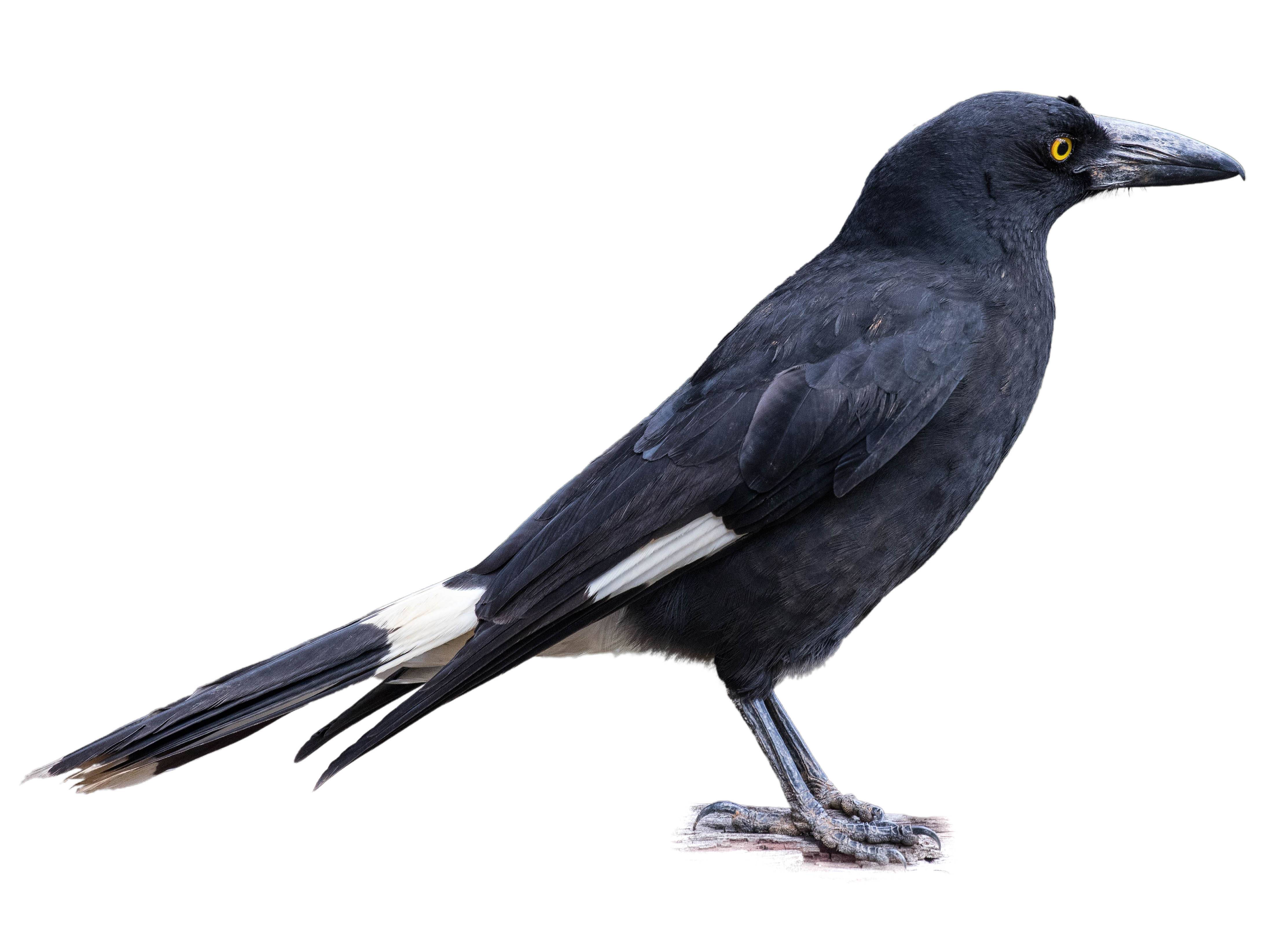 A photo of a Pied Currawong (Strepera graculina)