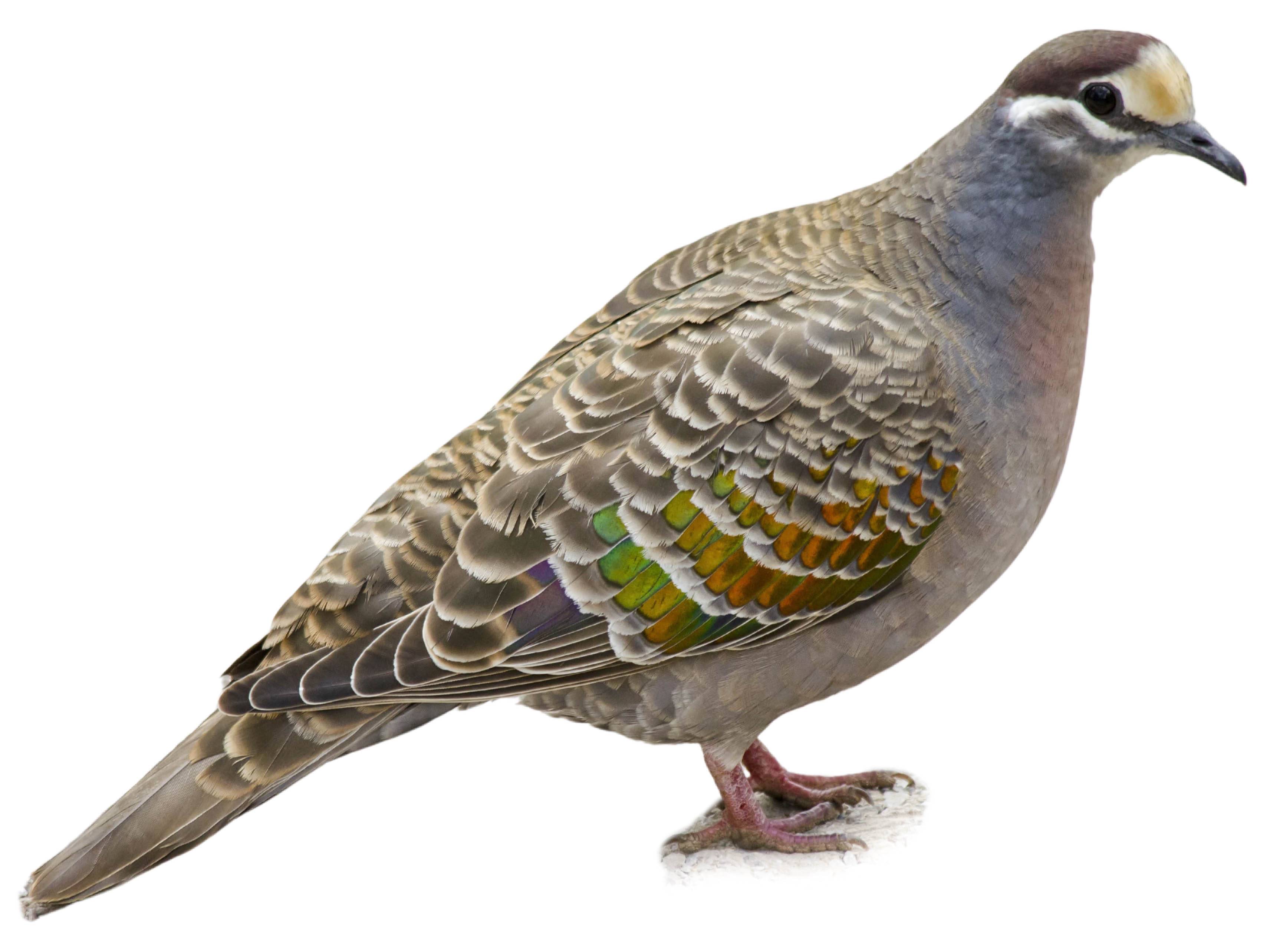 A photo of a Common Bronzewing (Phaps chalcoptera), male