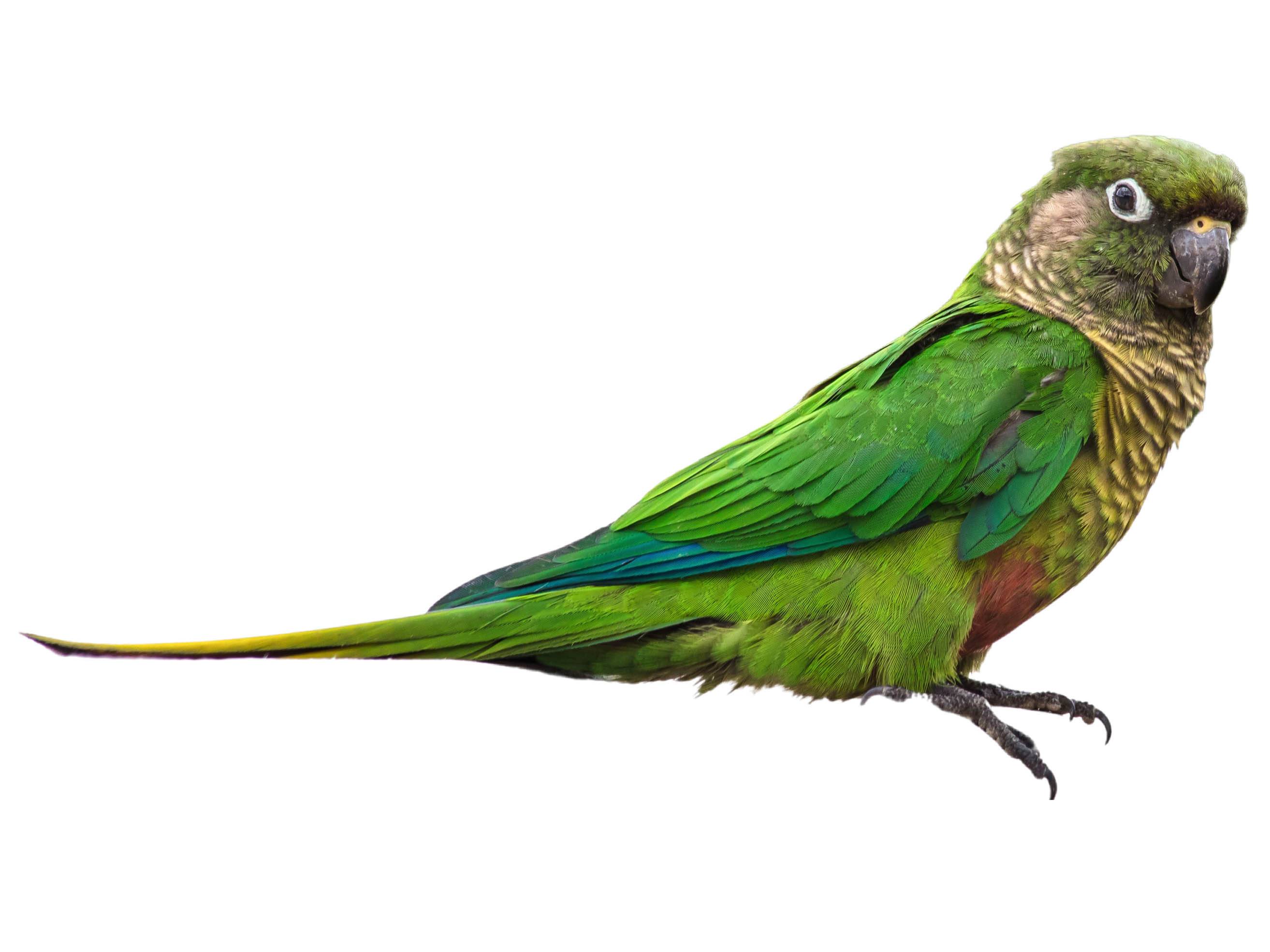 A photo of a Maroon-bellied Parakeet (Pyrrhura frontalis)