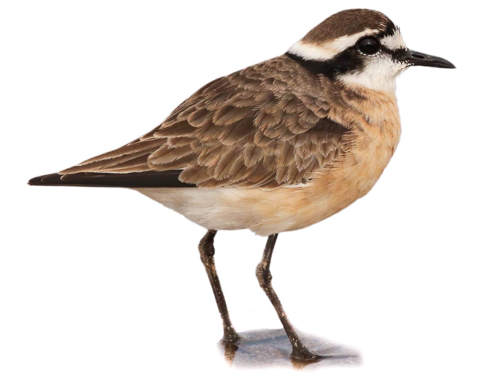 A photo of a Kittlitz's Plover (Charadrius pecuarius)