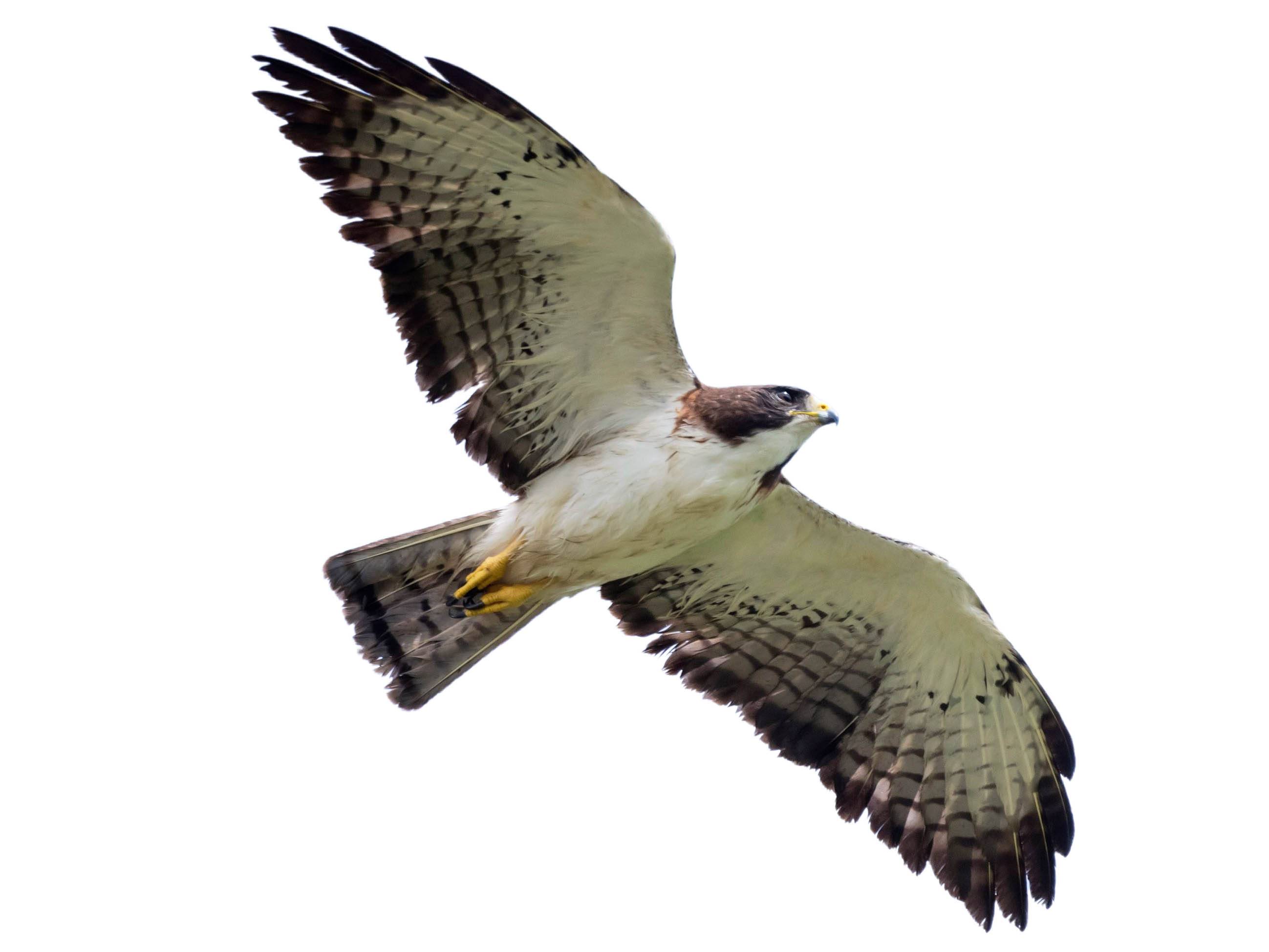 A photo of a Short-tailed Hawk (Buteo brachyurus)