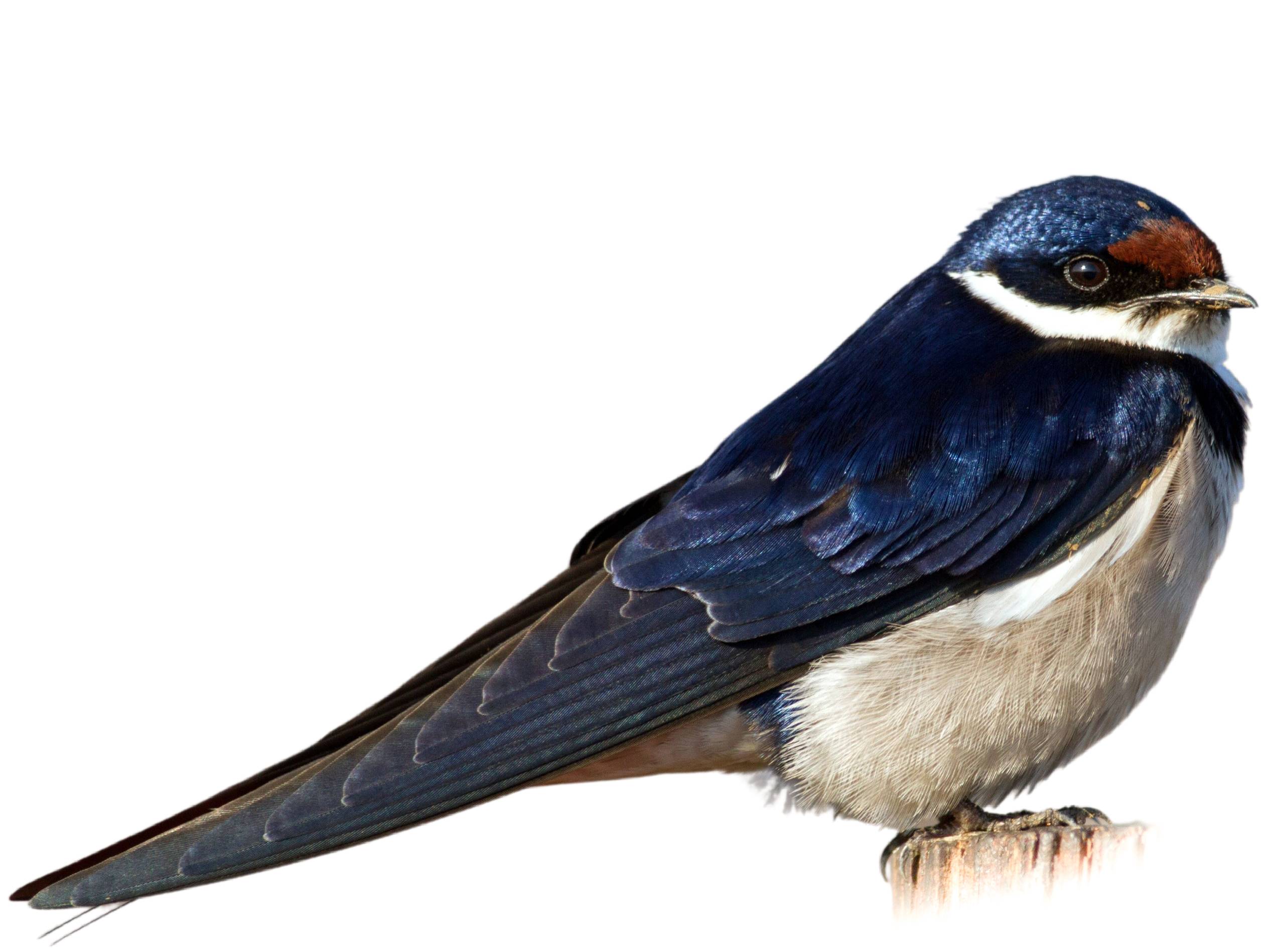 A photo of a White-throated Swallow (Hirundo albigularis)