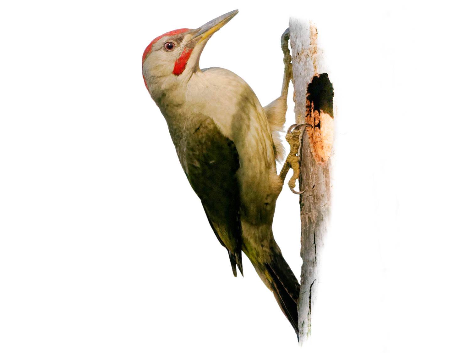 A photo of a Iberian Green Woodpecker (Picus sharpei), male