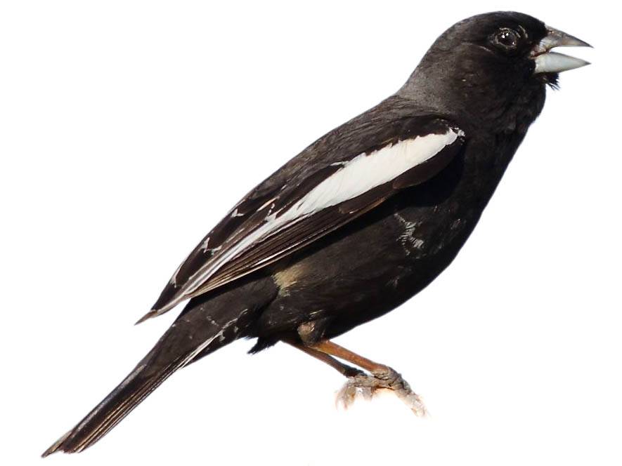 A photo of a Lark Bunting (Calamospiza melanocorys), male