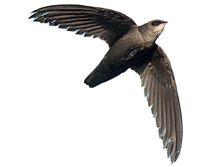 A photo of a Chimney Swift (Chaetura pelagica)