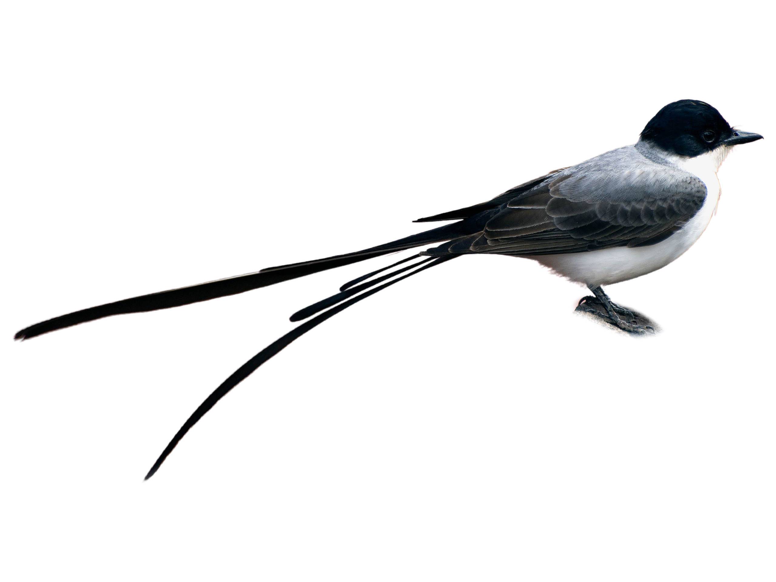 A photo of a Fork-tailed Flycatcher (Tyrannus savana)