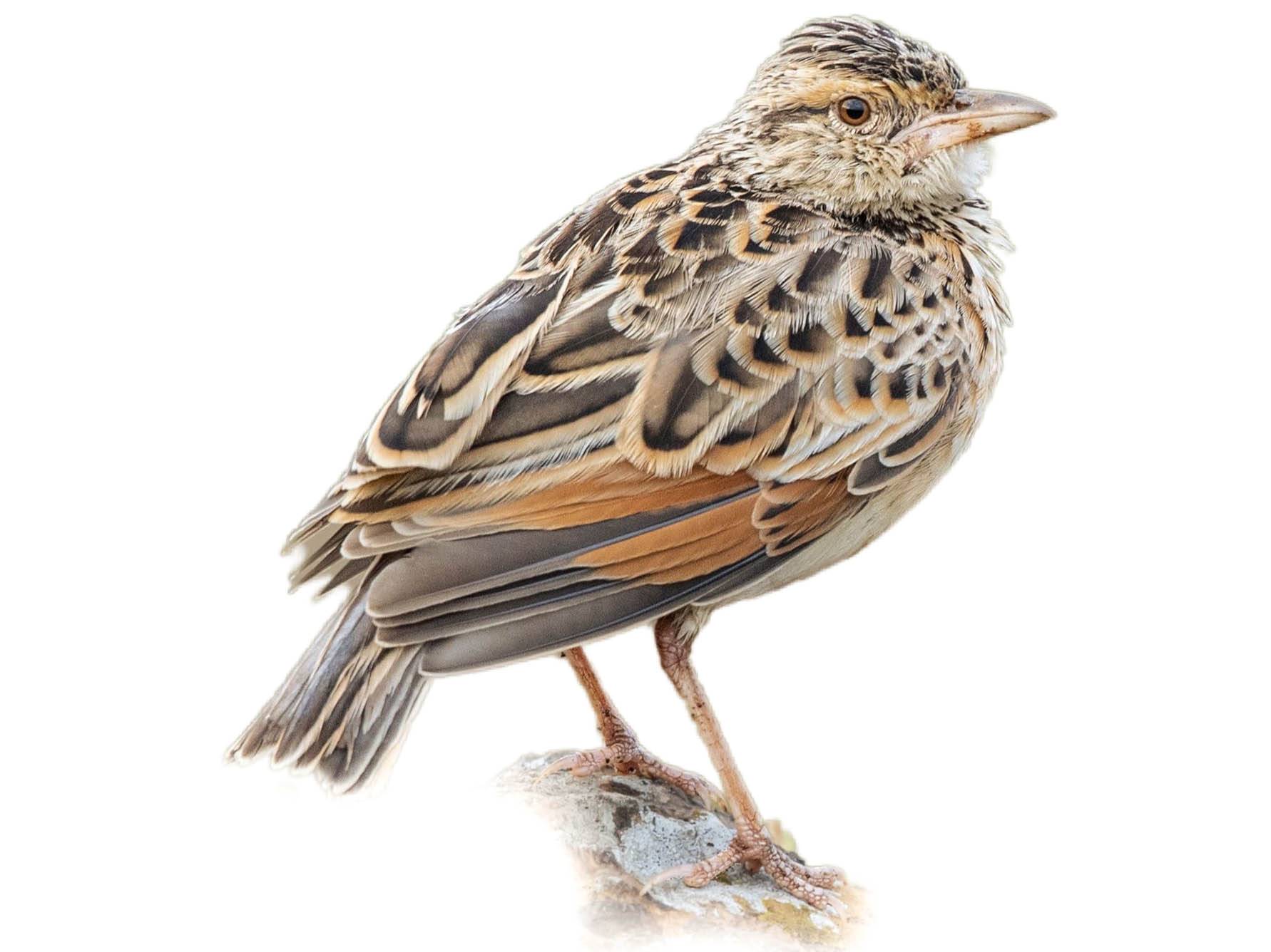 A photo of a Rufous-naped Lark (Mirafra africana)