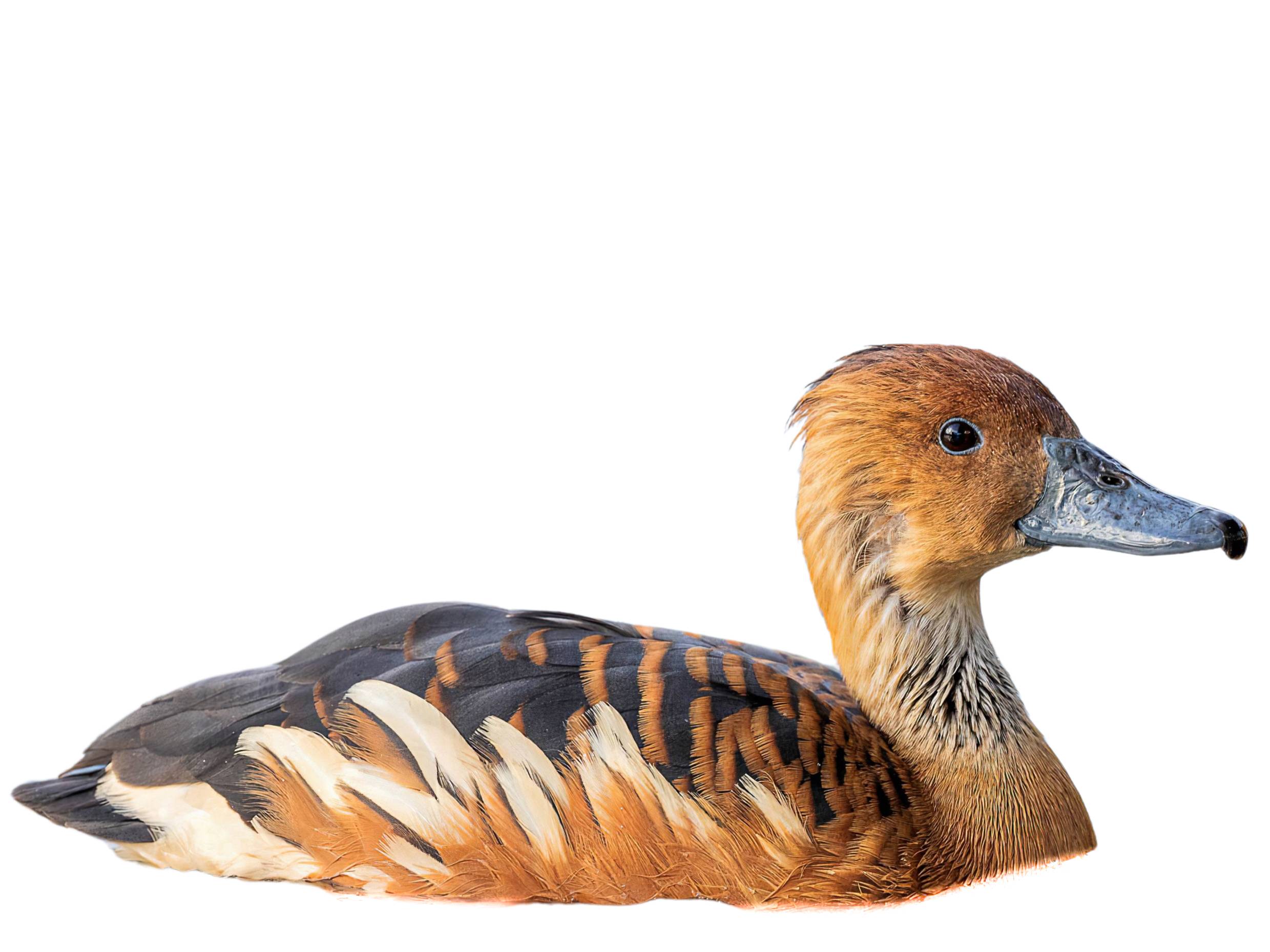 A photo of a Fulvous Whistling Duck (Dendrocygna bicolor)