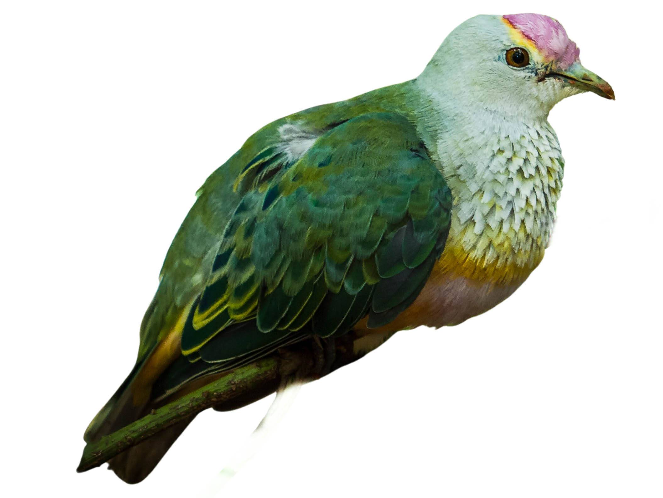 A photo of a Rose-crowned Fruit Dove (Ptilinopus regina)