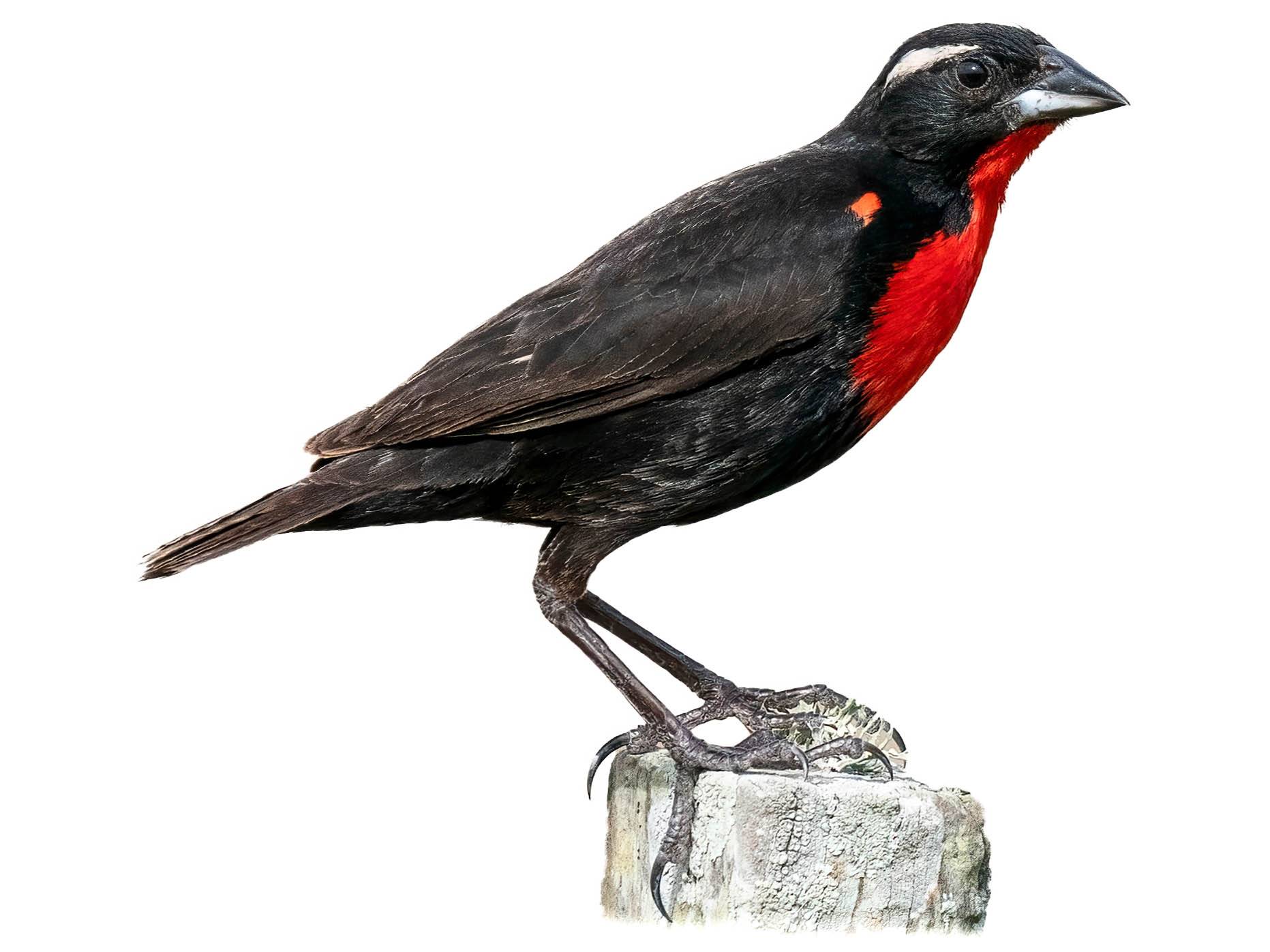 A photo of a White-browed Blackbird (Leistes superciliaris), male