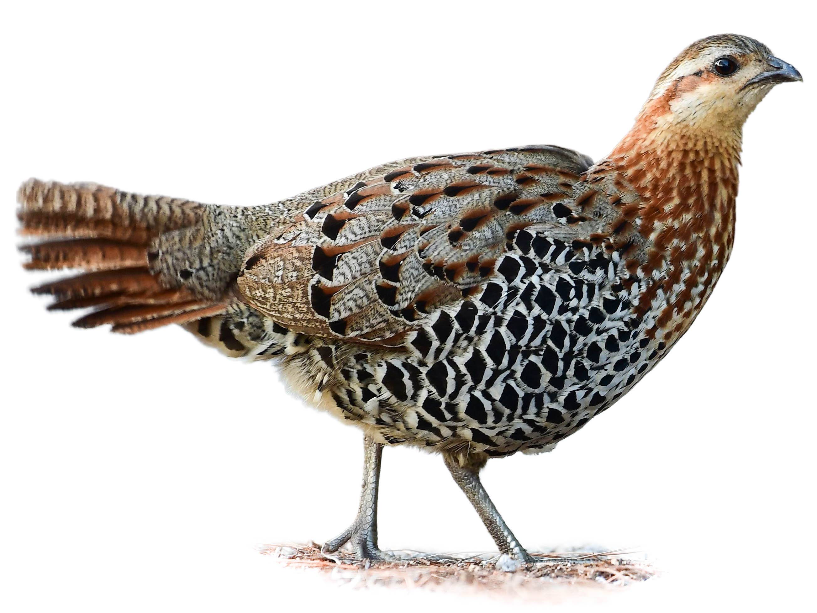 A photo of a Mountain Bamboo Partridge (Bambusicola fytchii)