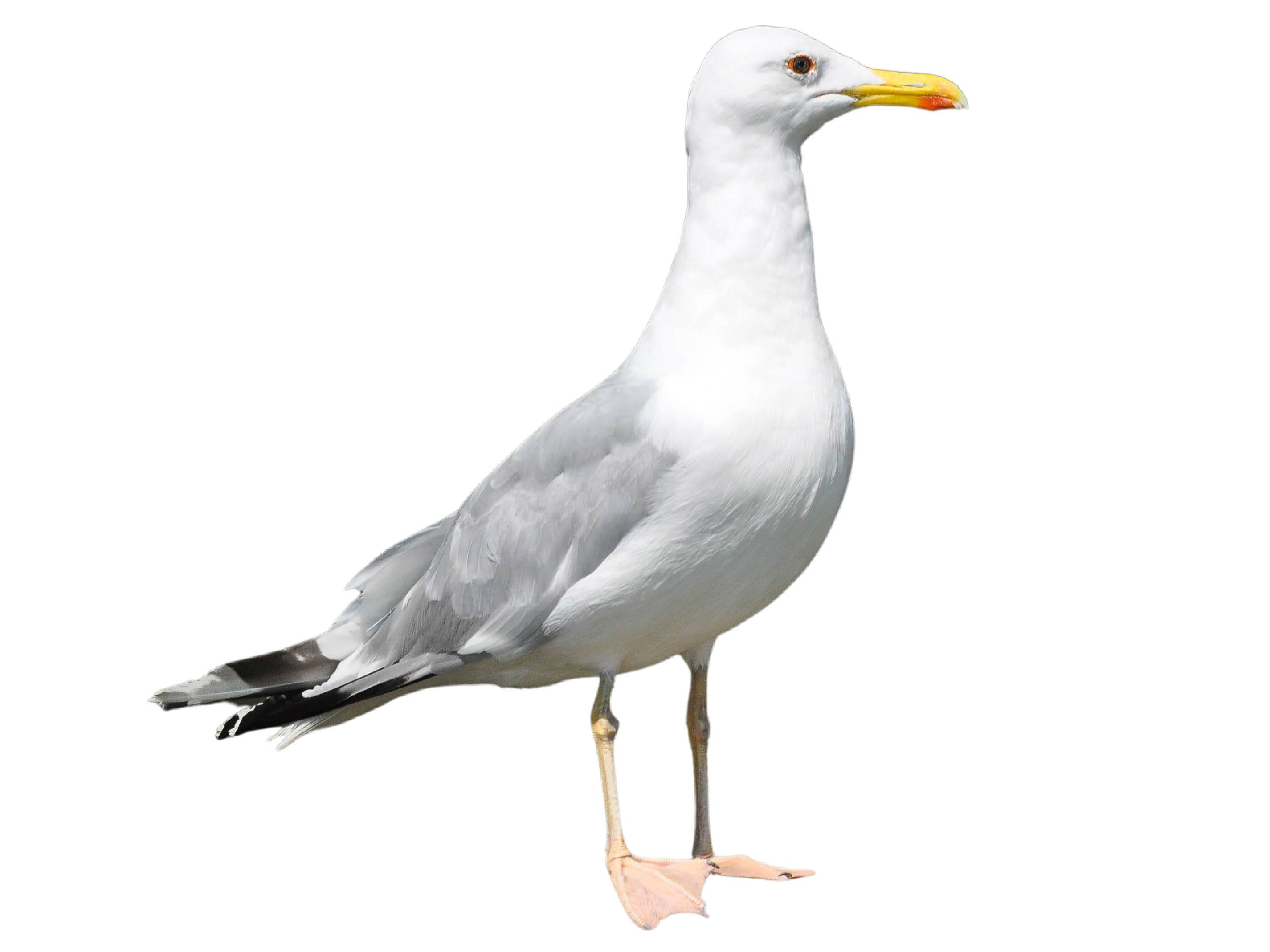 A photo of a Caspian Gull (Larus cachinnans)