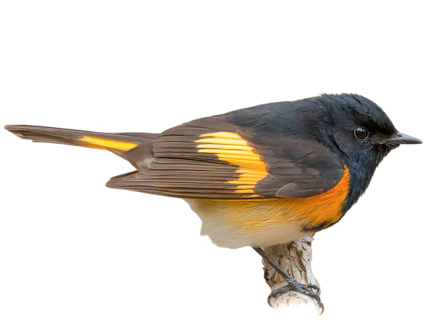 A photo of a American Redstart (Setophaga ruticilla), male