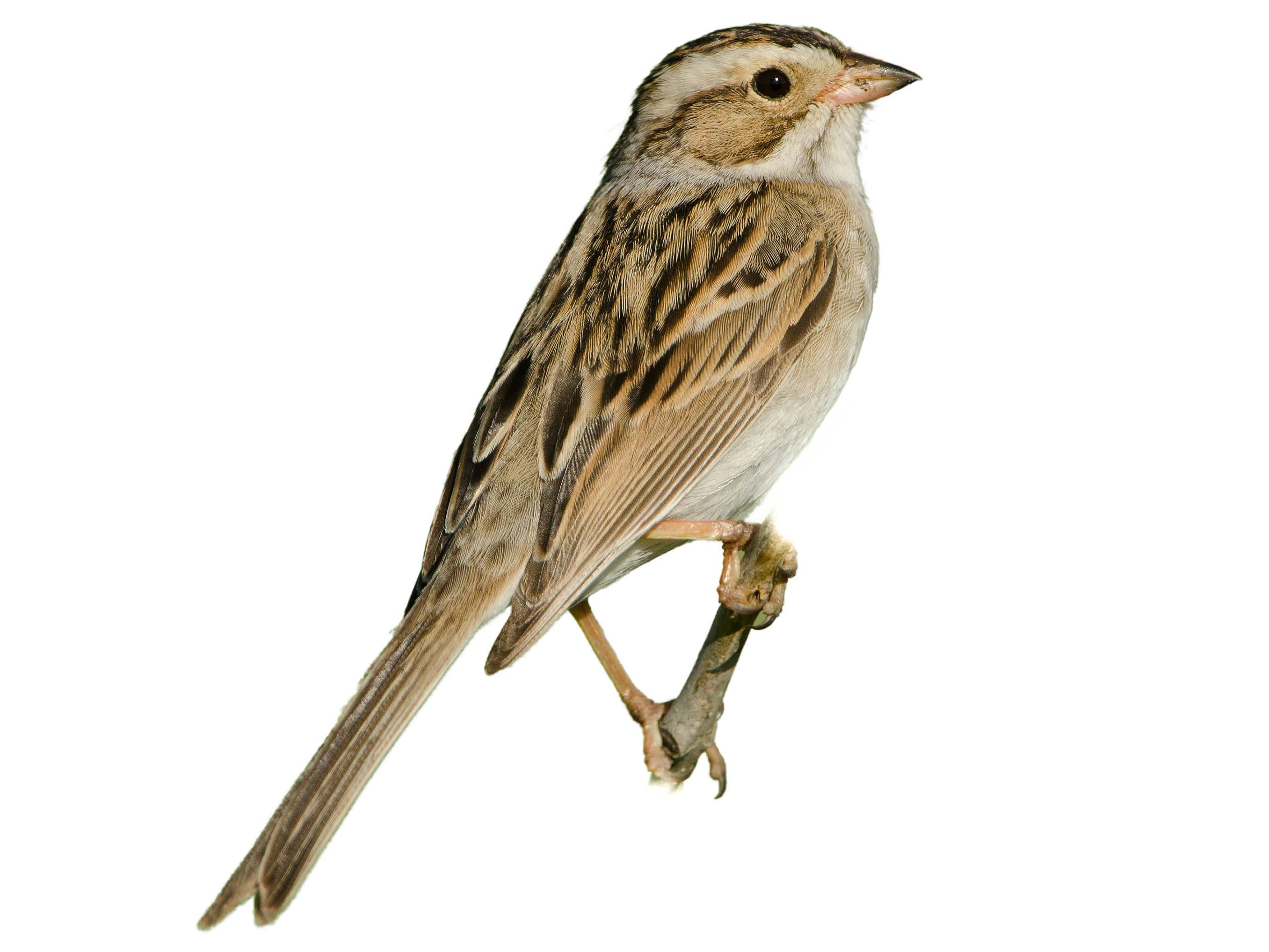 A photo of a Clay-colored Sparrow (Spizella pallida)