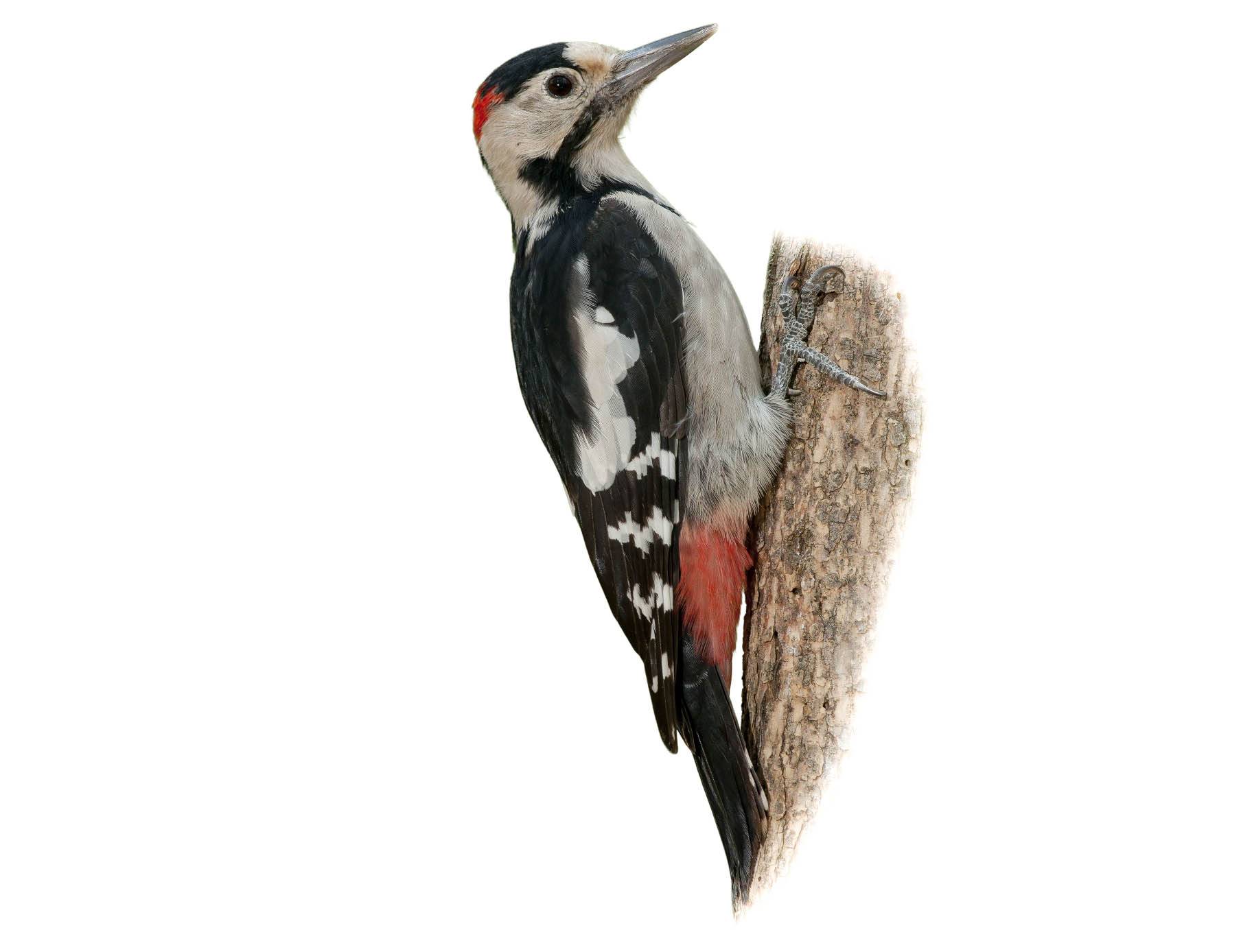 A photo of a Syrian Woodpecker (Dendrocopos syriacus), male