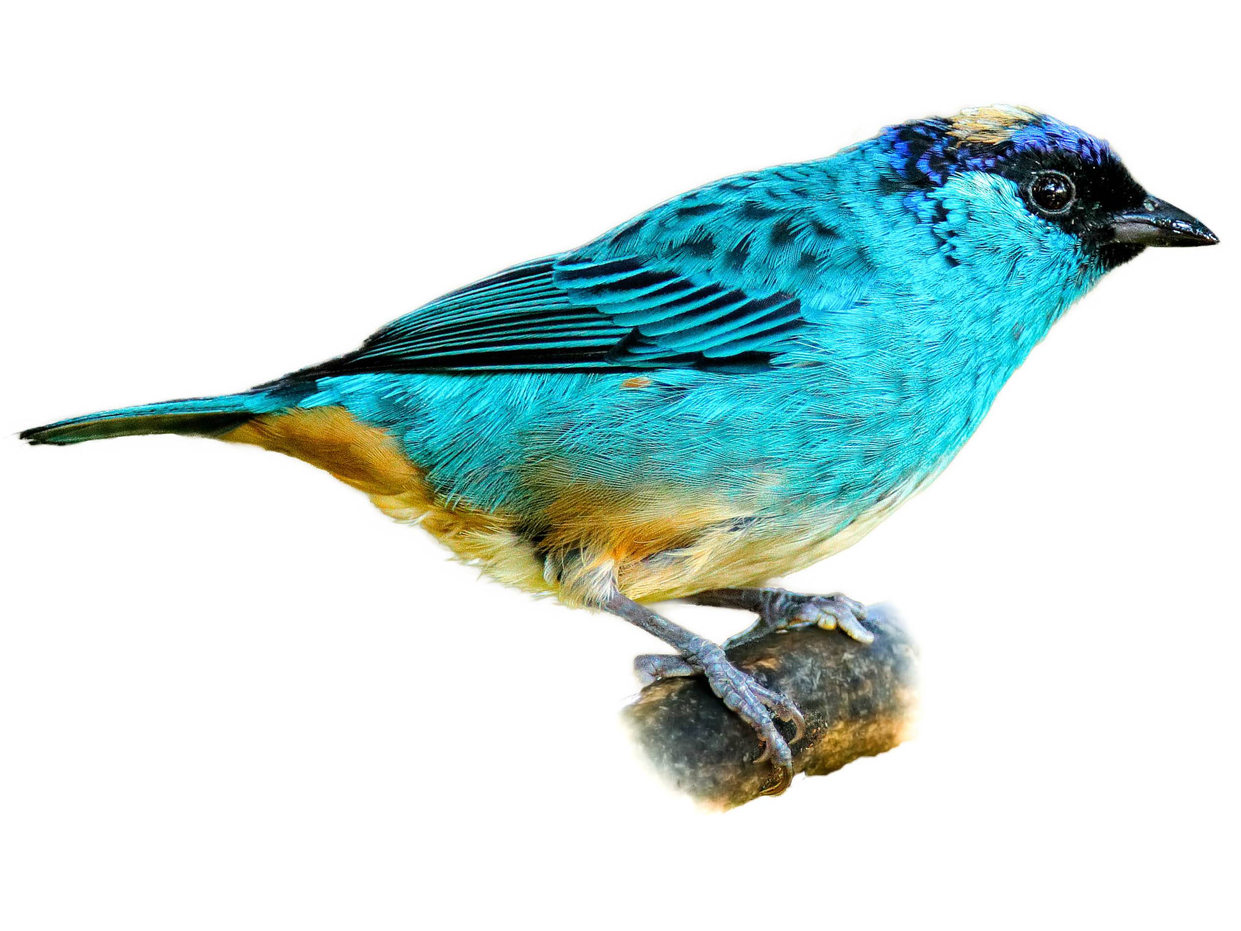 A photo of a Golden-naped Tanager (Chalcothraupis ruficervix)