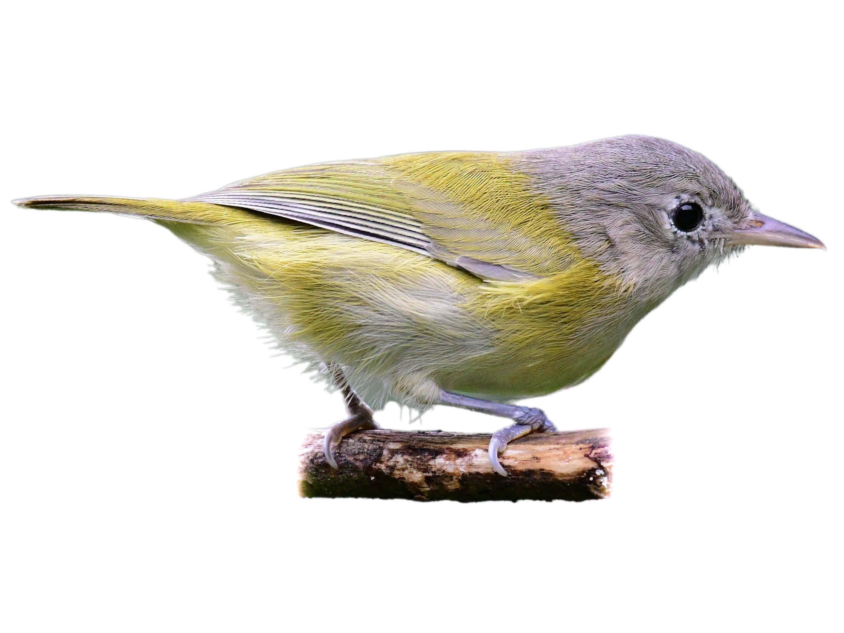 A photo of a Lesser Greenlet (Pachysylvia decurtata)