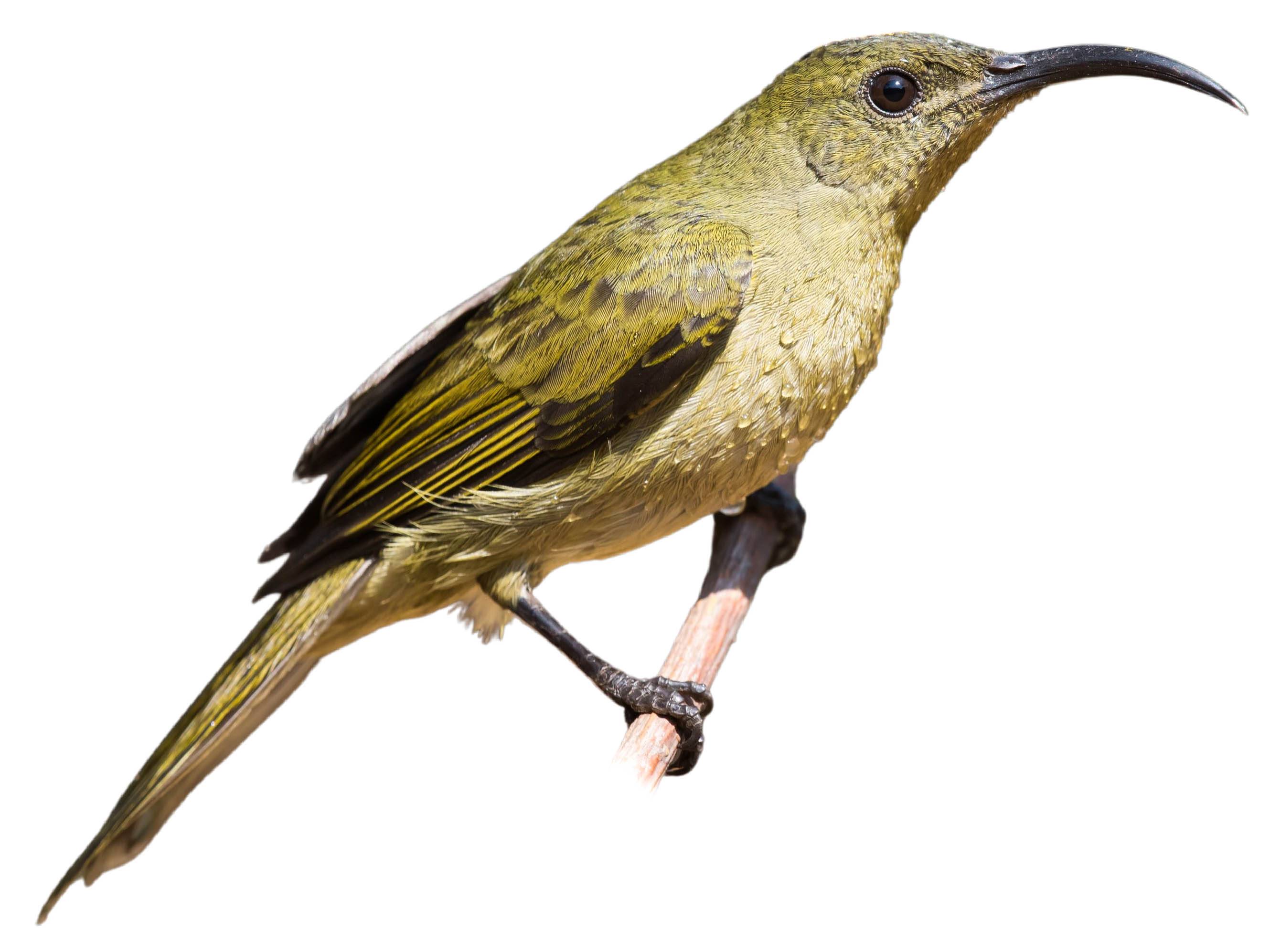 A photo of a Olive Sunbird (Cyanomitra olivacea)