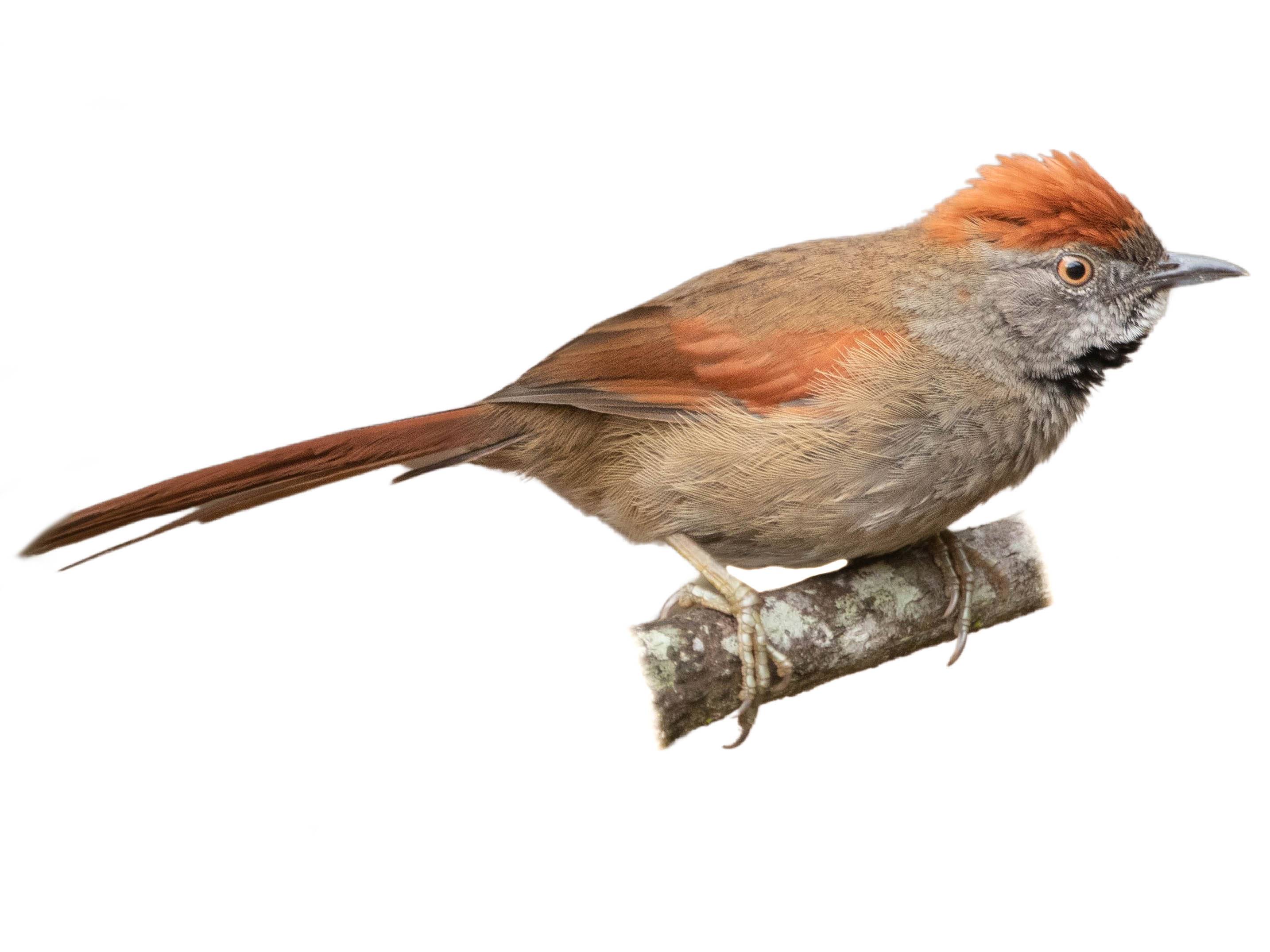 A photo of a Sooty-fronted Spinetail (Synallaxis frontalis)