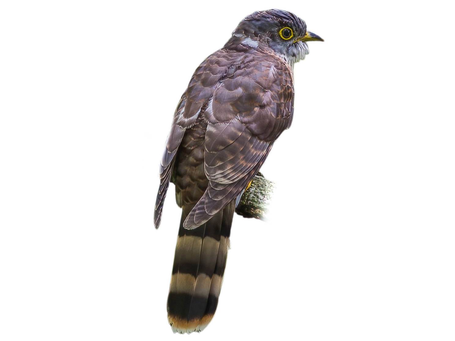 A photo of a Malaysian Hawk-Cuckoo (Hierococcyx fugax)