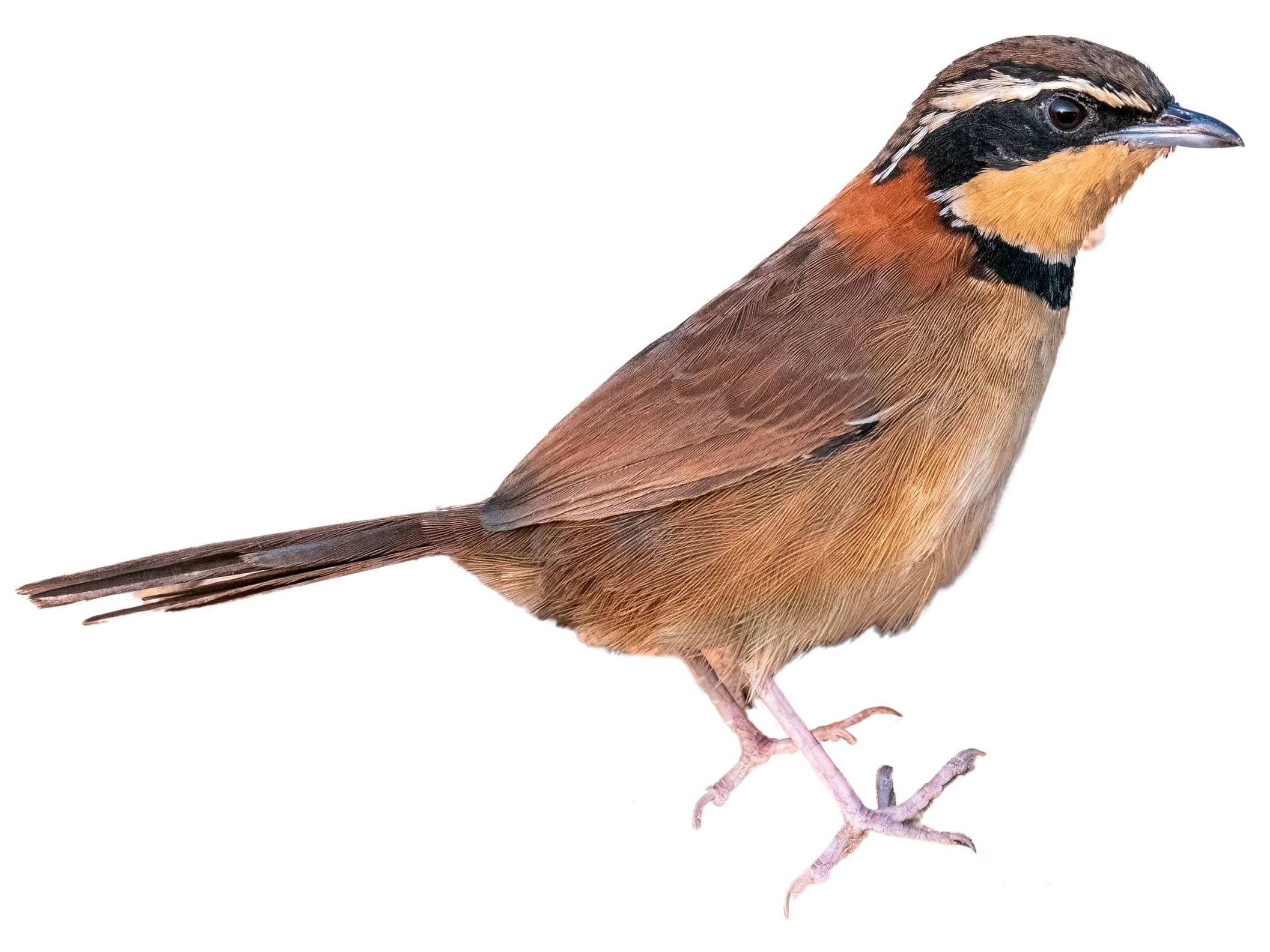 A photo of a Collared Crescentchest (Melanopareia torquata), male