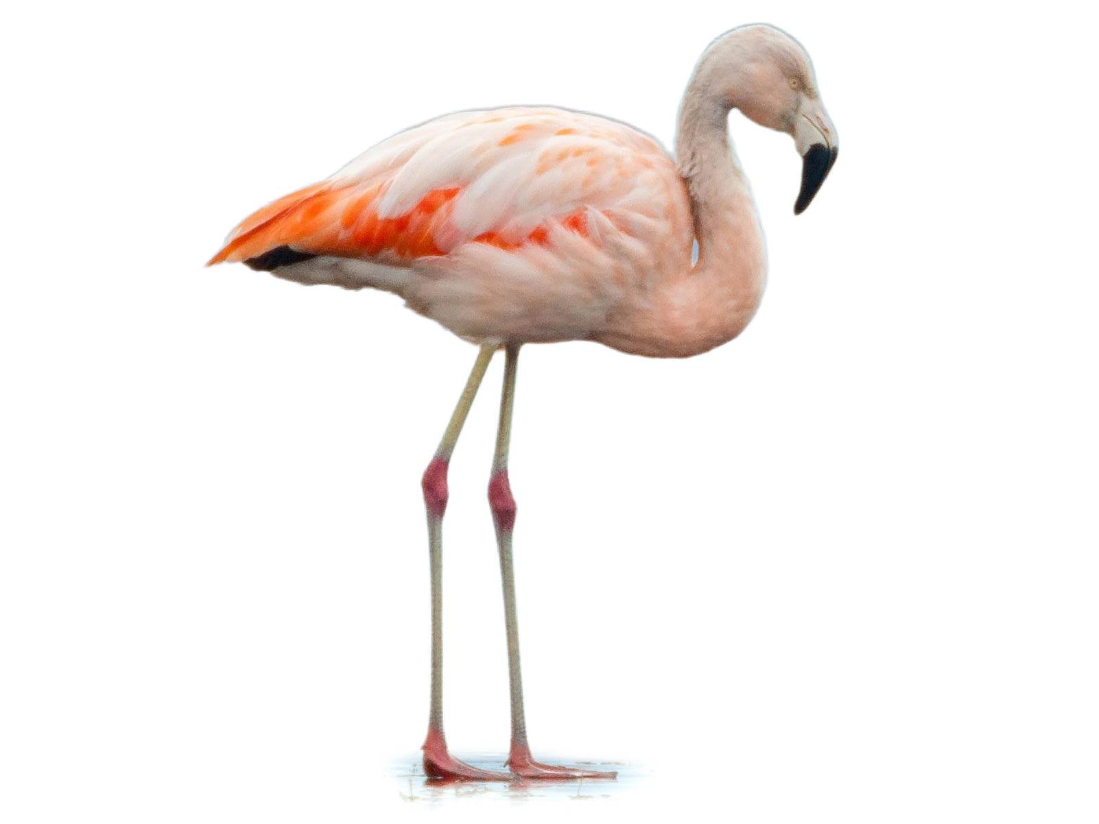 A photo of a Chilean Flamingo (Phoenicopterus chilensis)